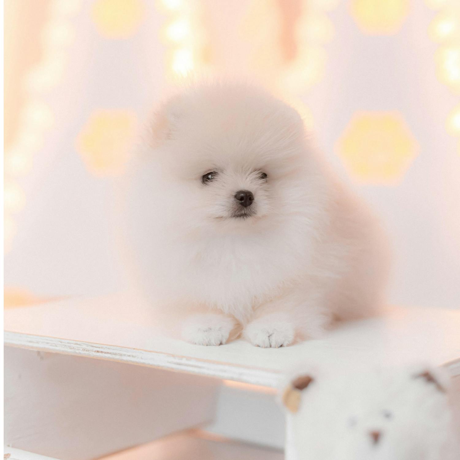 The issue of dog breeding for cosmetic reasons