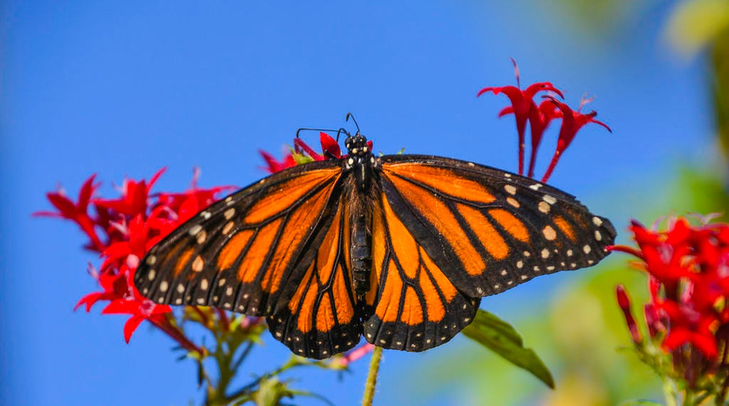 Futureproof Extra: The Monarch Butterfly episode artwork