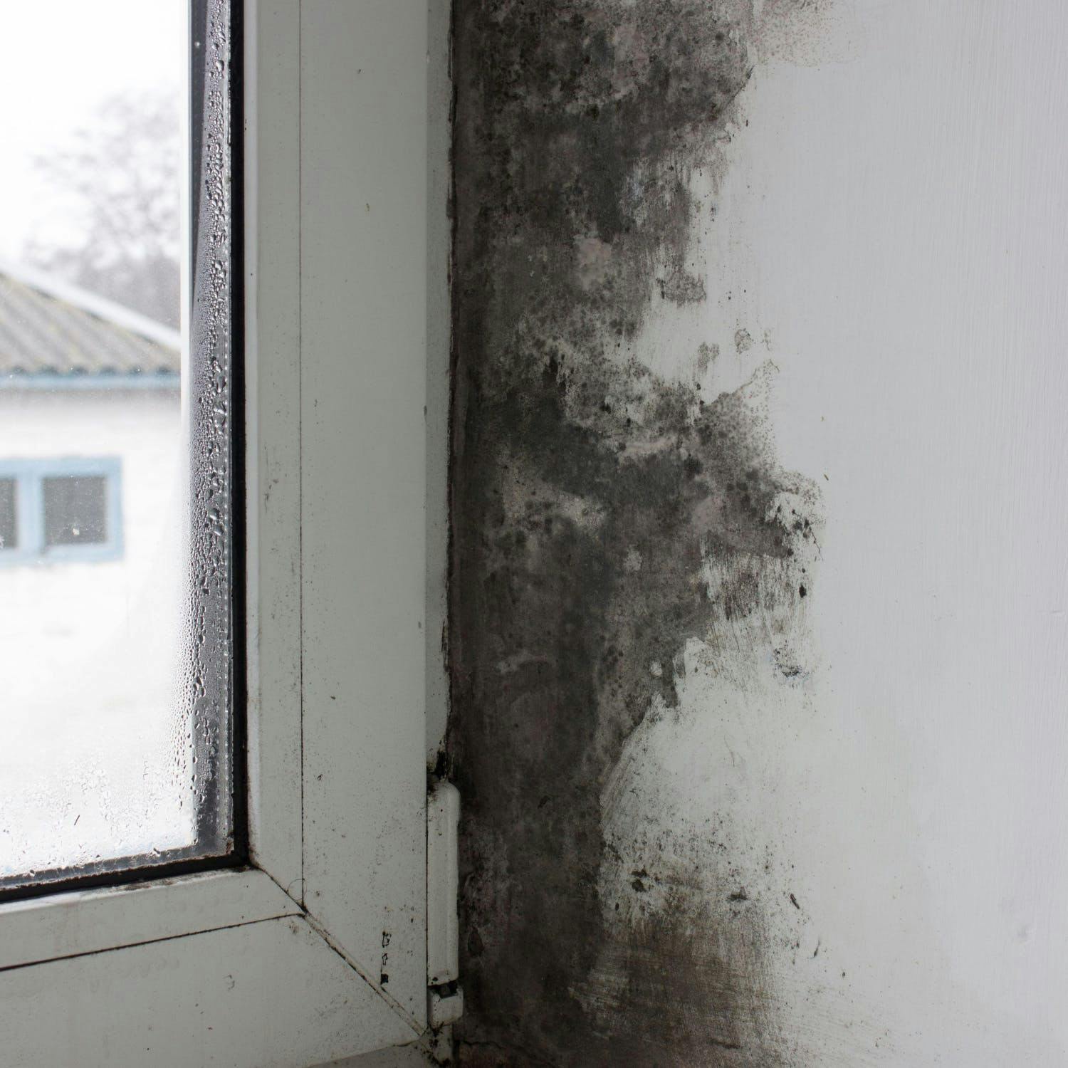How do you deal with mould at home?