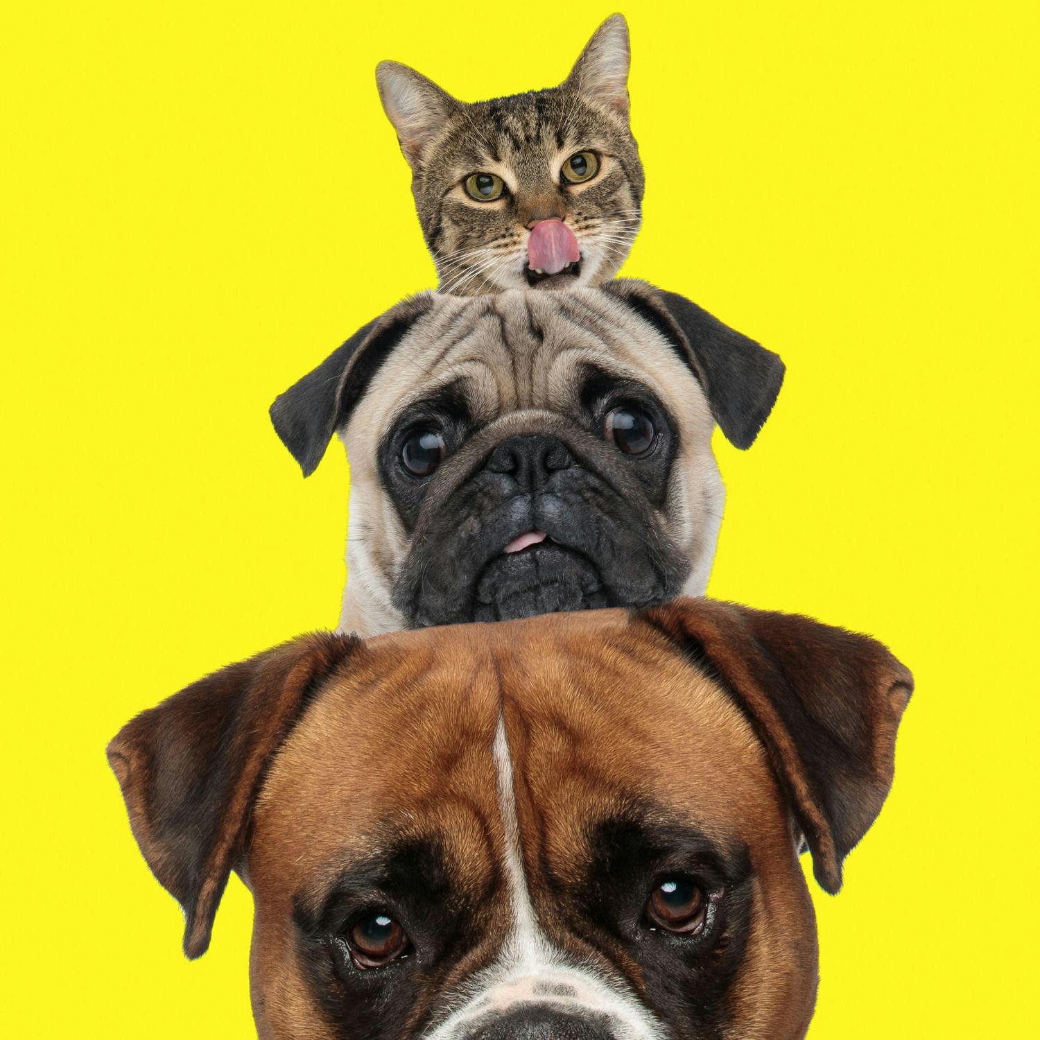 Call to make pet theft its own specific crime