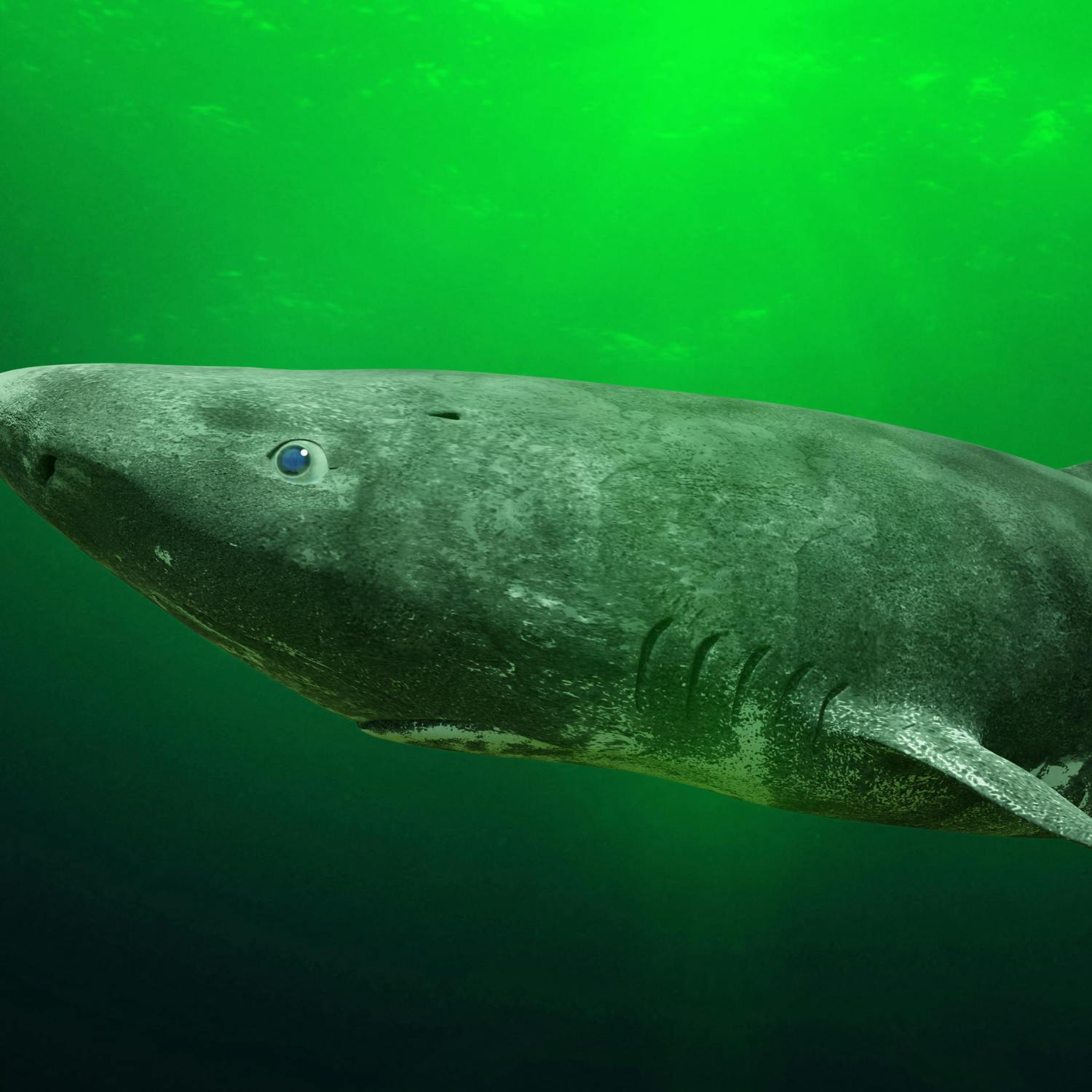 One of the world's most mysterious shark species