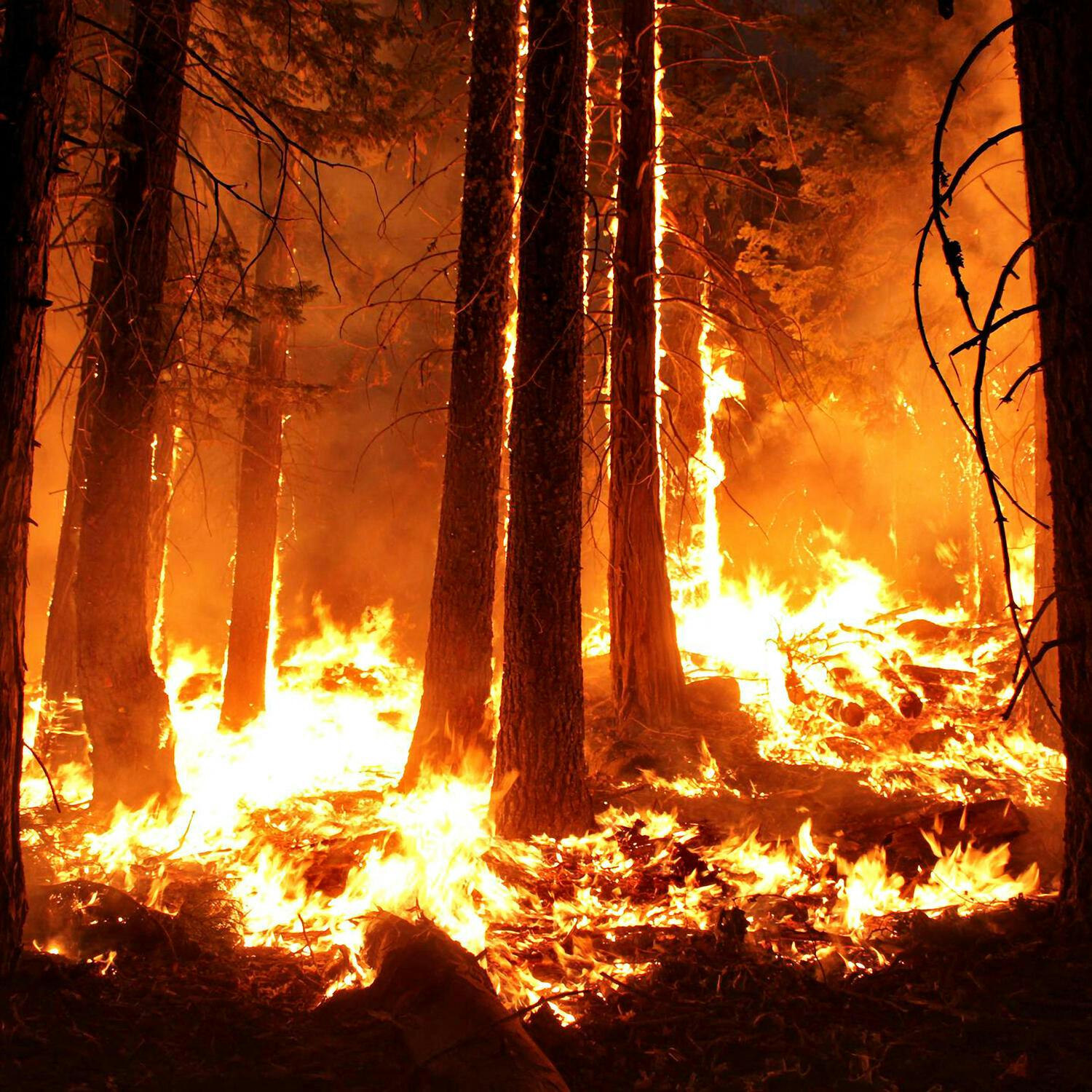 Forest Fires and El Niño