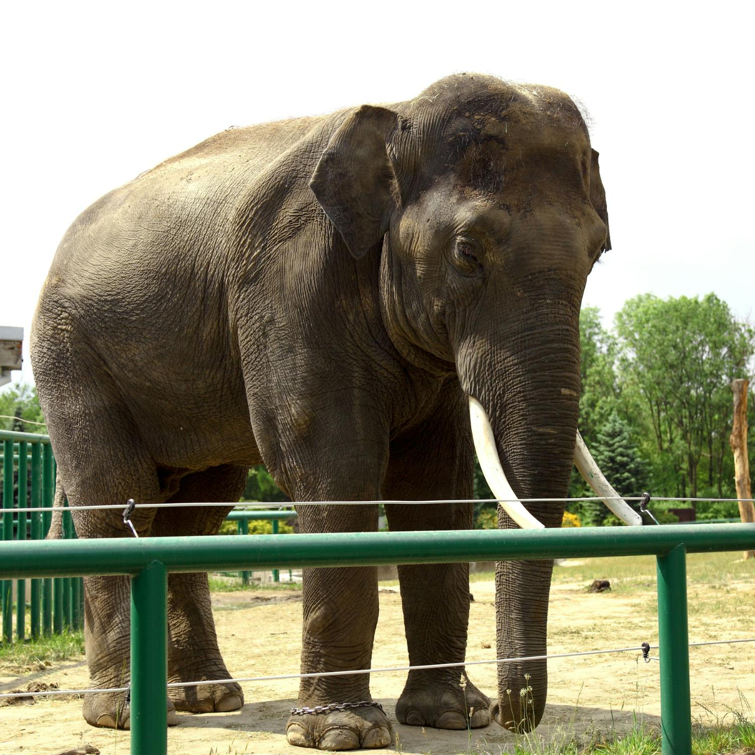 So are zoos still fit for purpose in the modern day?