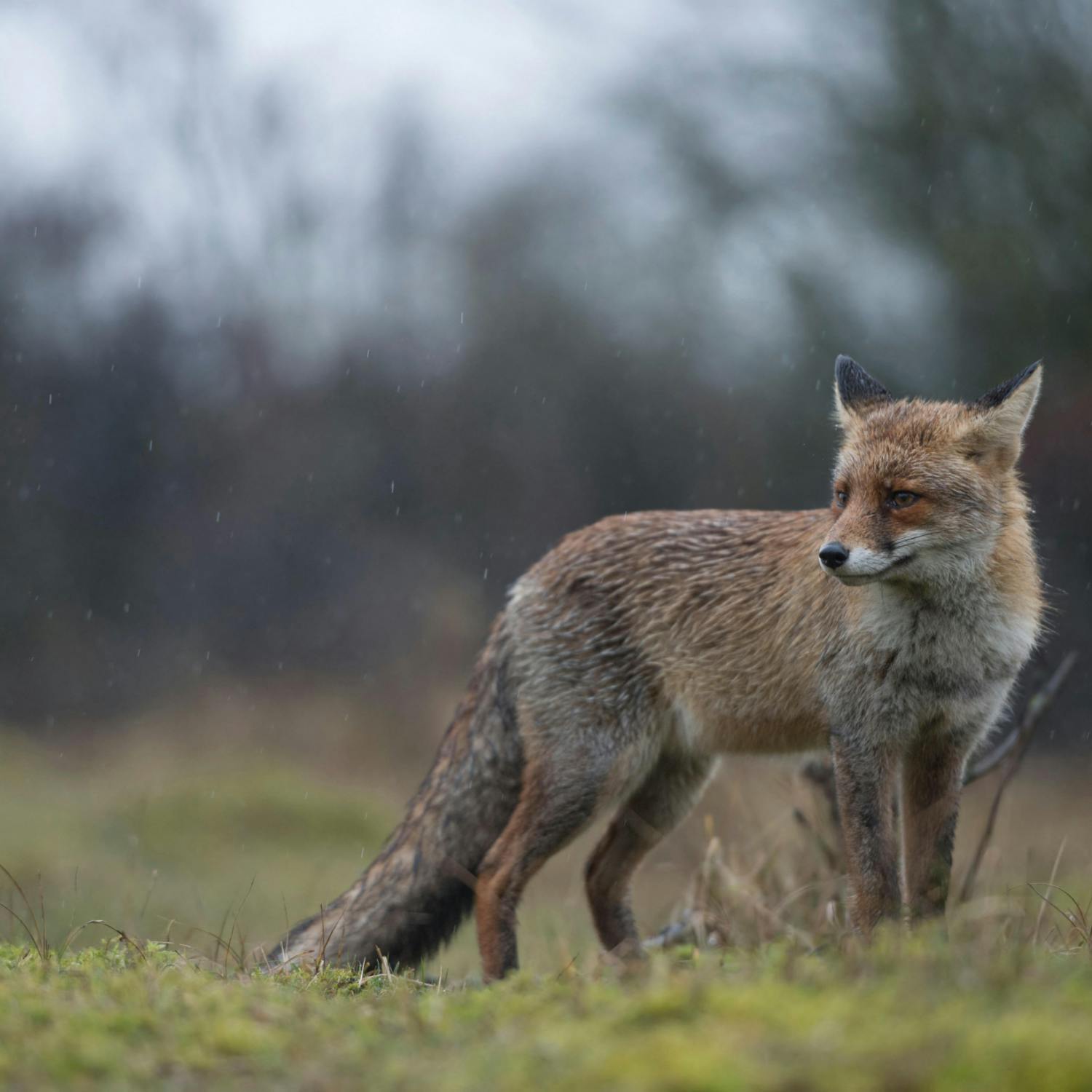 Wildlife in Winter with Éanna Ní Lamhna Wildlife in Winter with Éanna Ní Lamhna