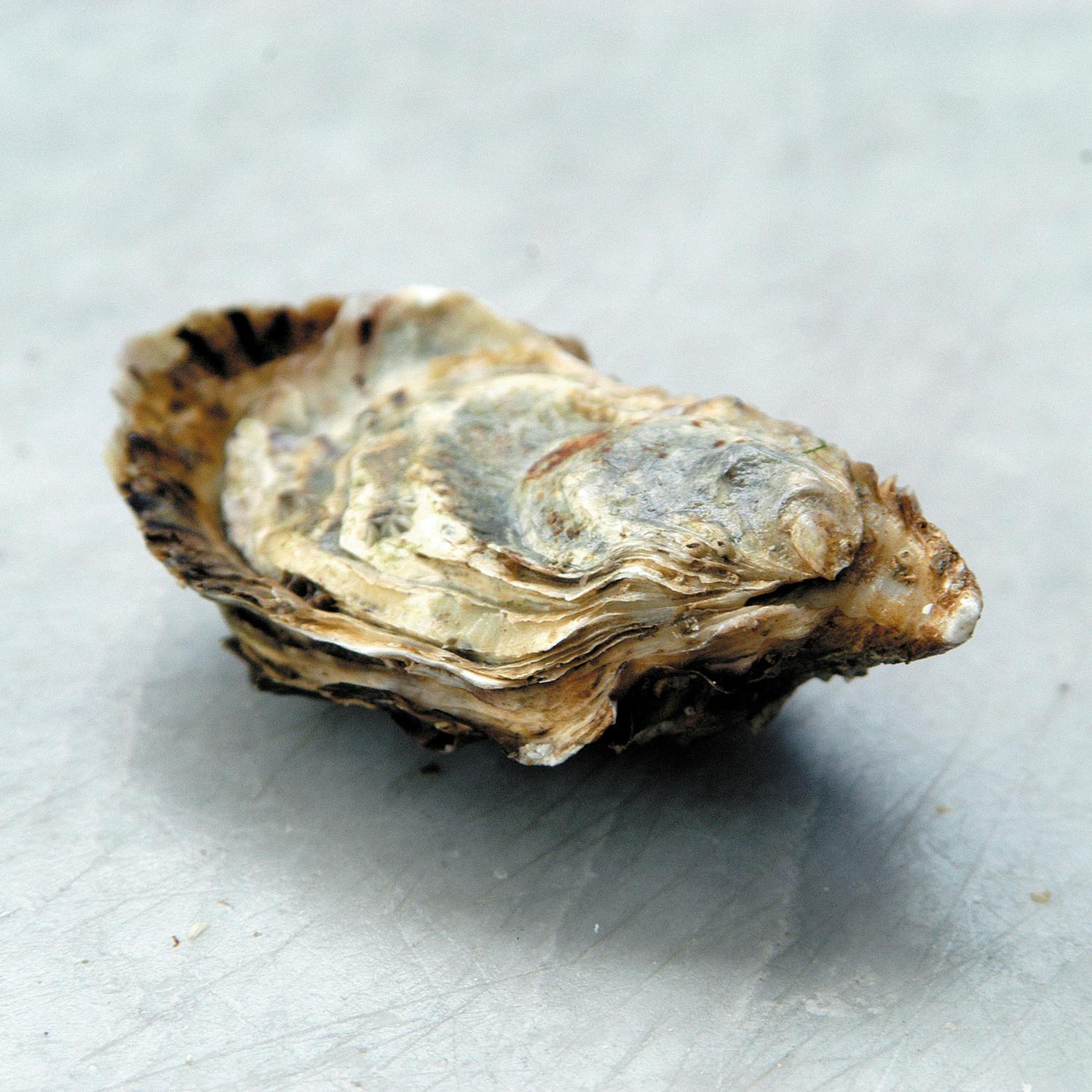 What is killing Dungarvan Bay’s Oysters each August? episode artwork