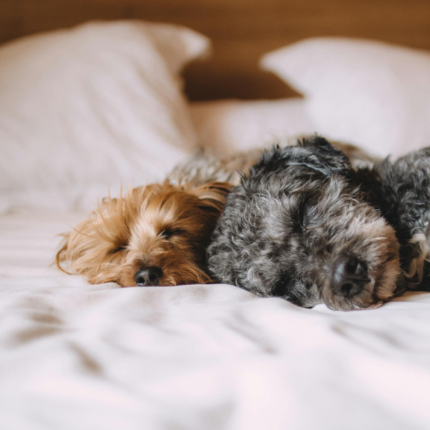Should you let your dog sleep in the bed?