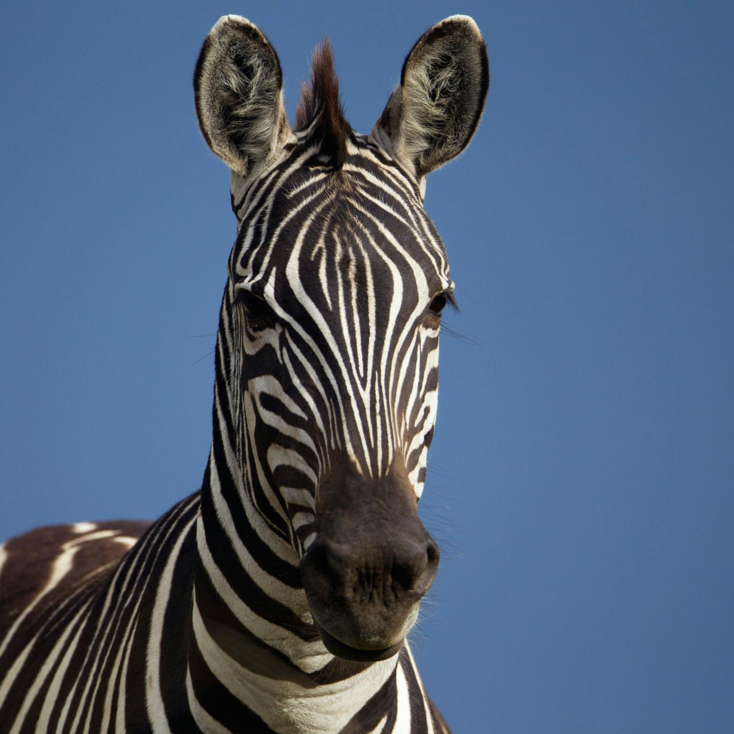 Animal welfare concerns over a zebra was spotted in a pub in Clare episode artwork