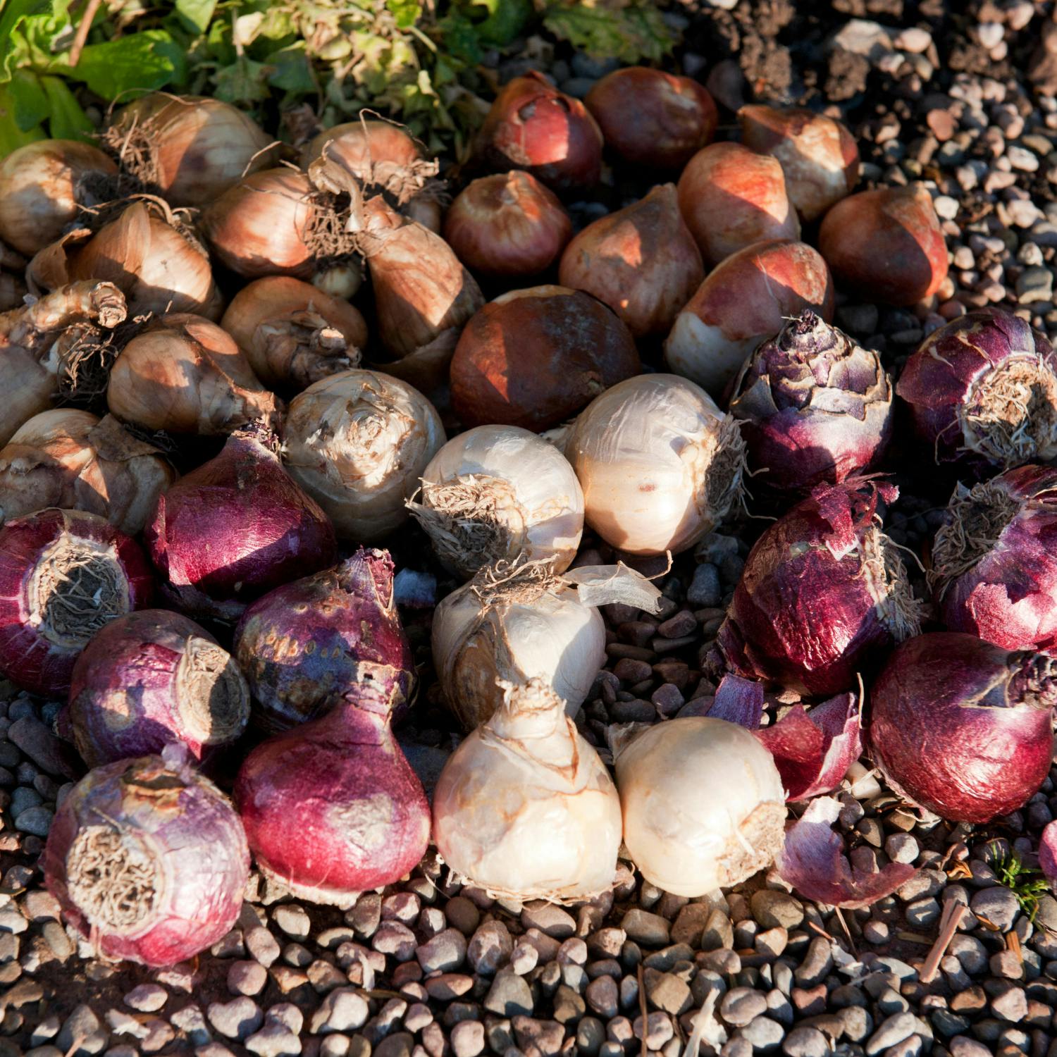 Gardening: Getting bulbs ready for spring