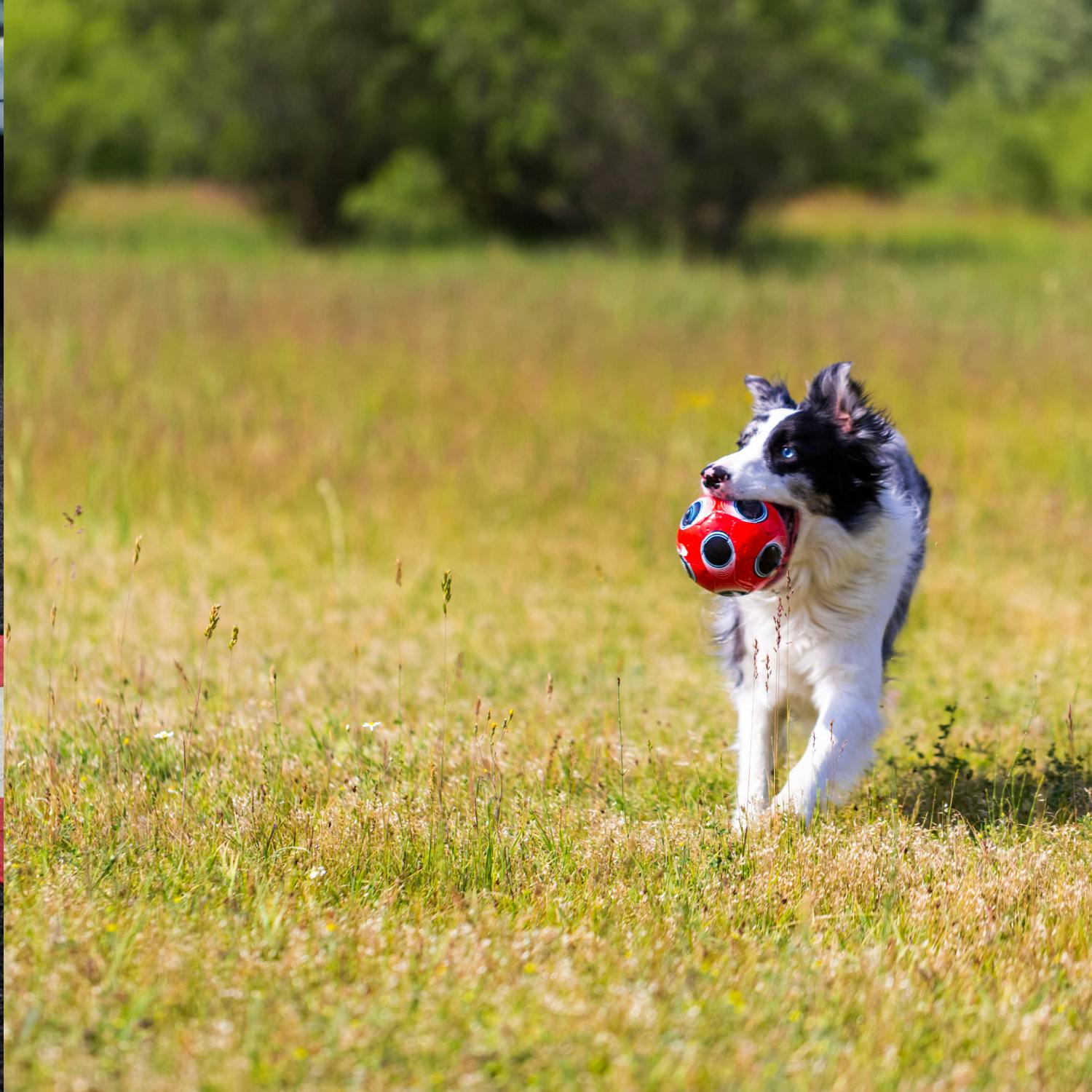 A call for more dog parks in Dublin city centre A call for more dog parks in Dublin city centre