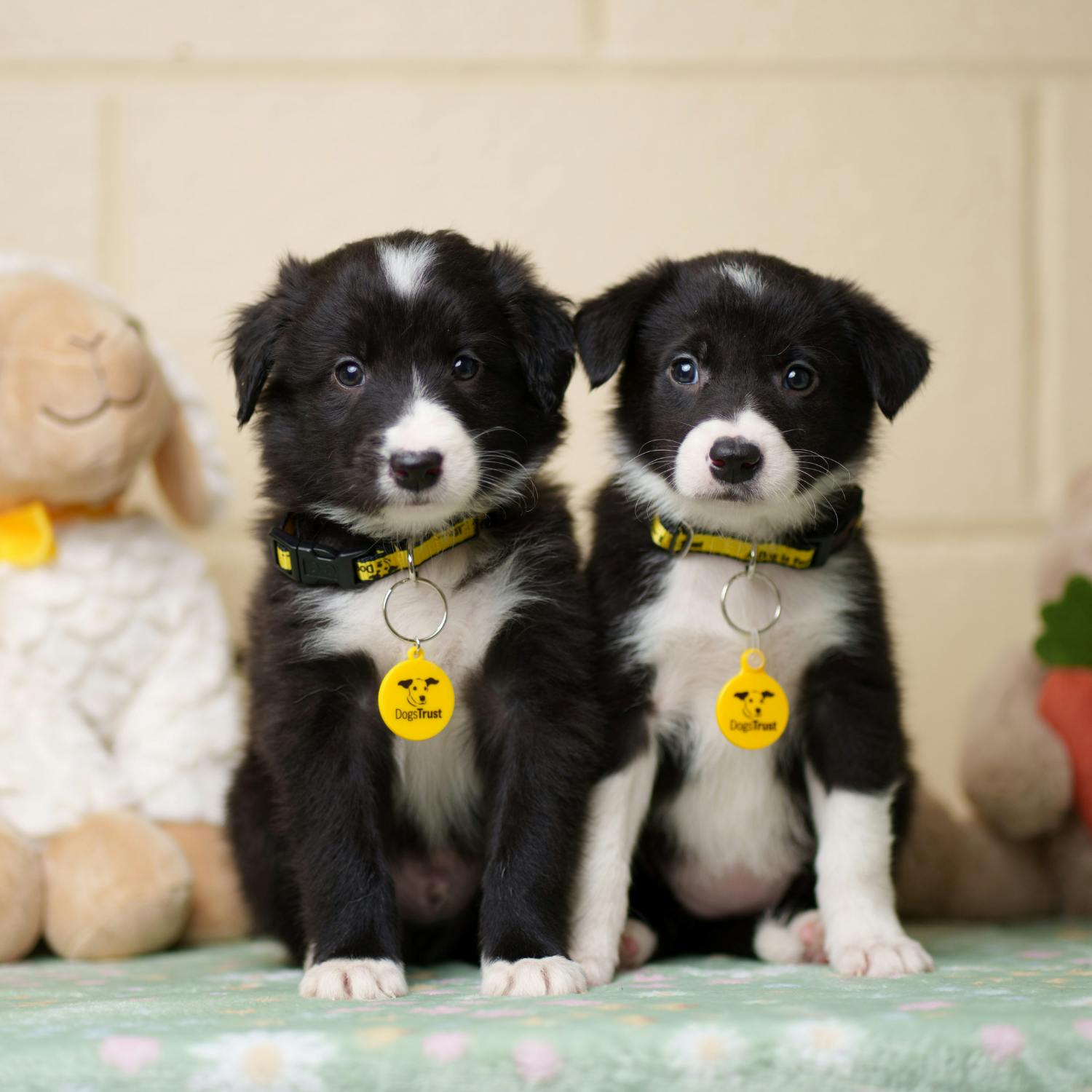 How to keep you and your pets safe from Lyme disease. How to keep you and your pets safe from Lyme disease.