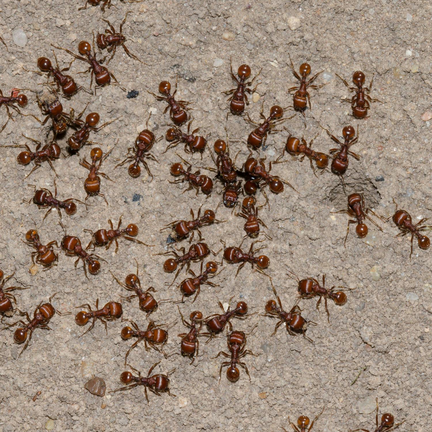 How many ants are on Earth?