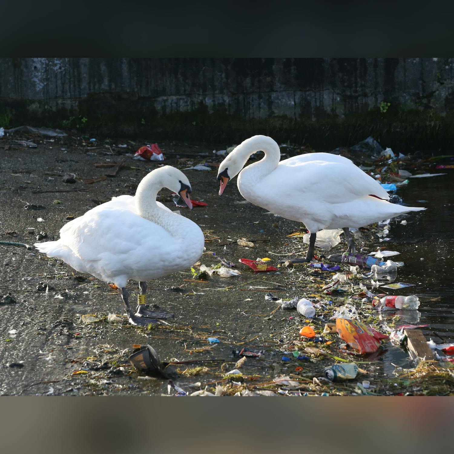 Dublin littering fines to increase - will it help?