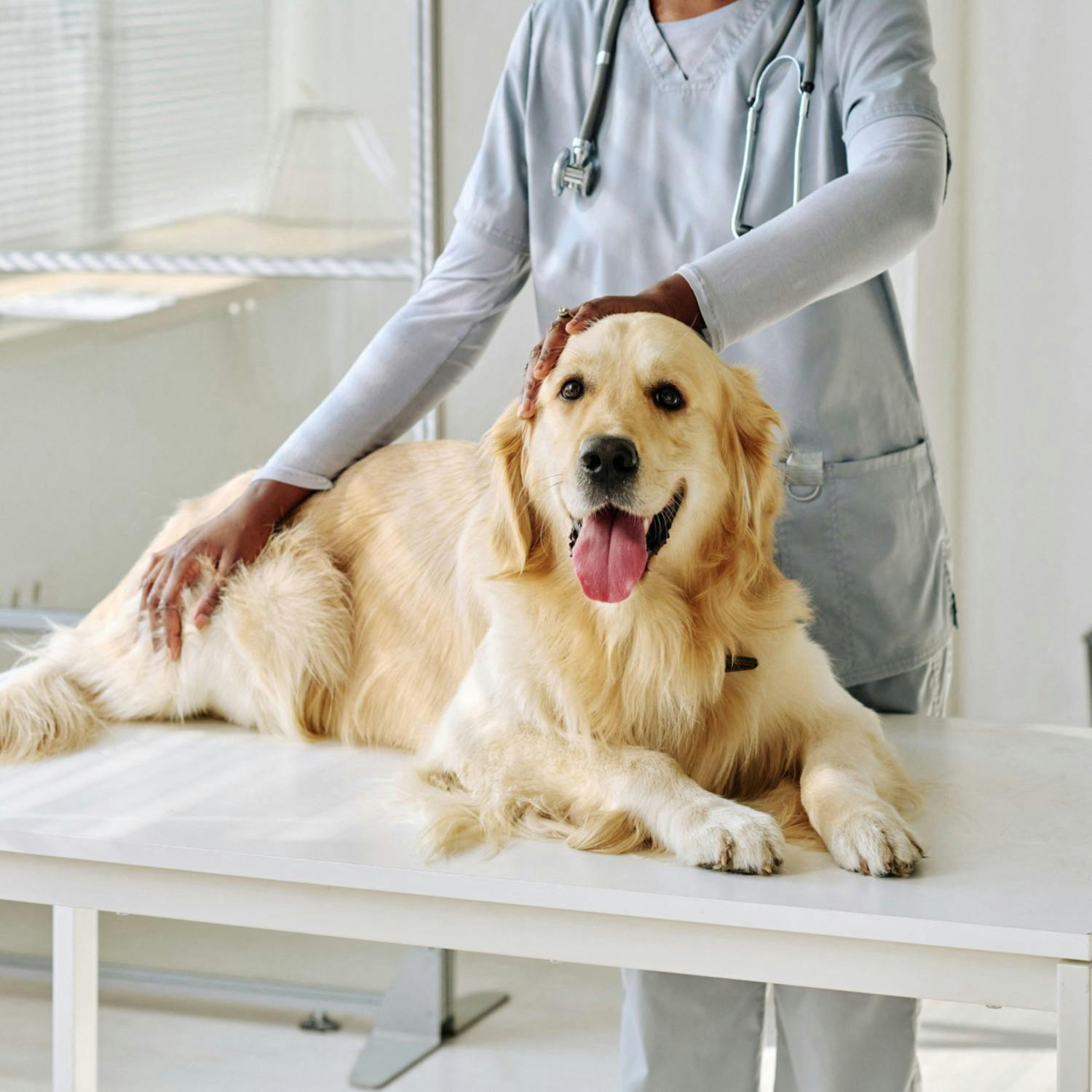 How do donate your pets blood