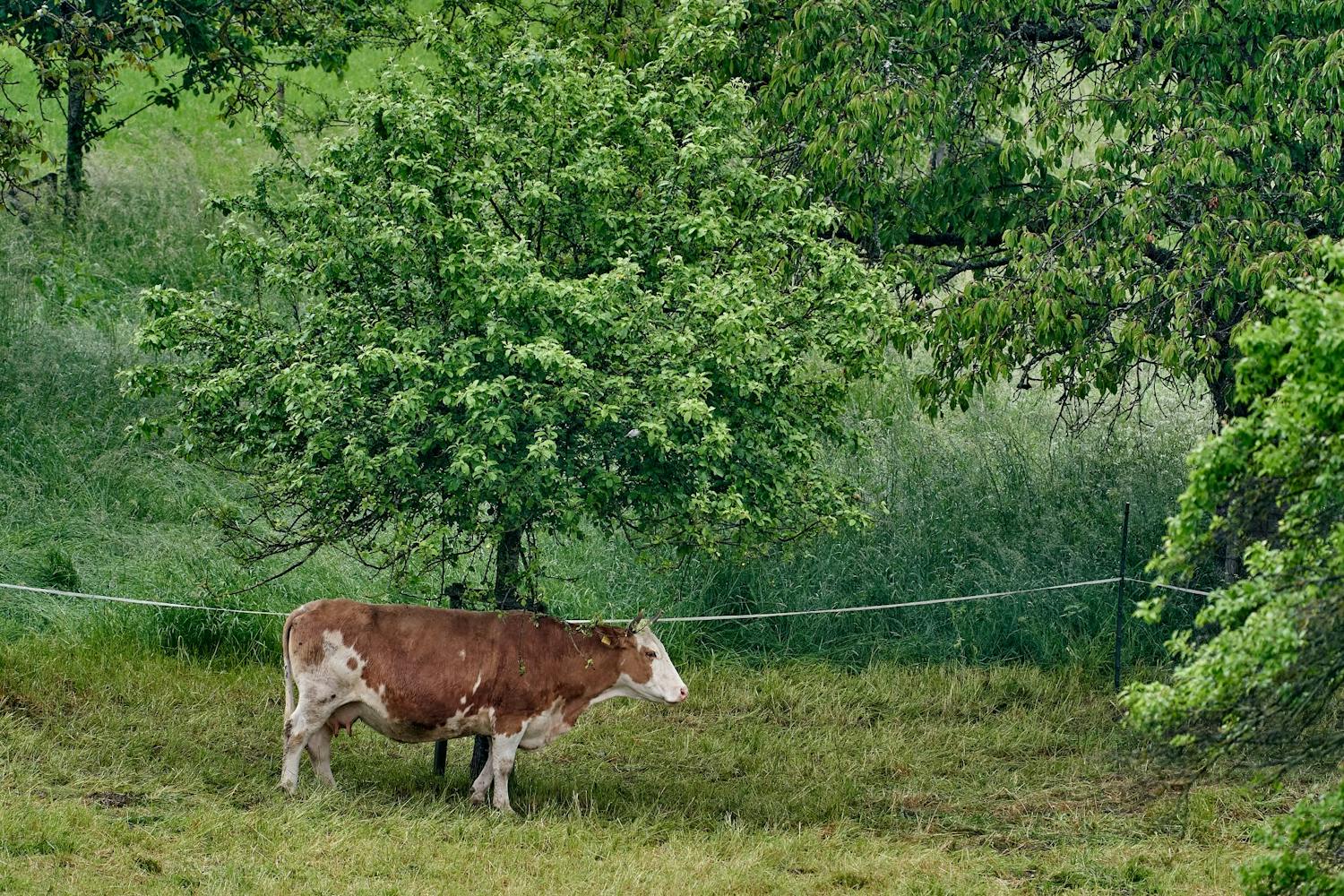 Farming with Mairead Lavery