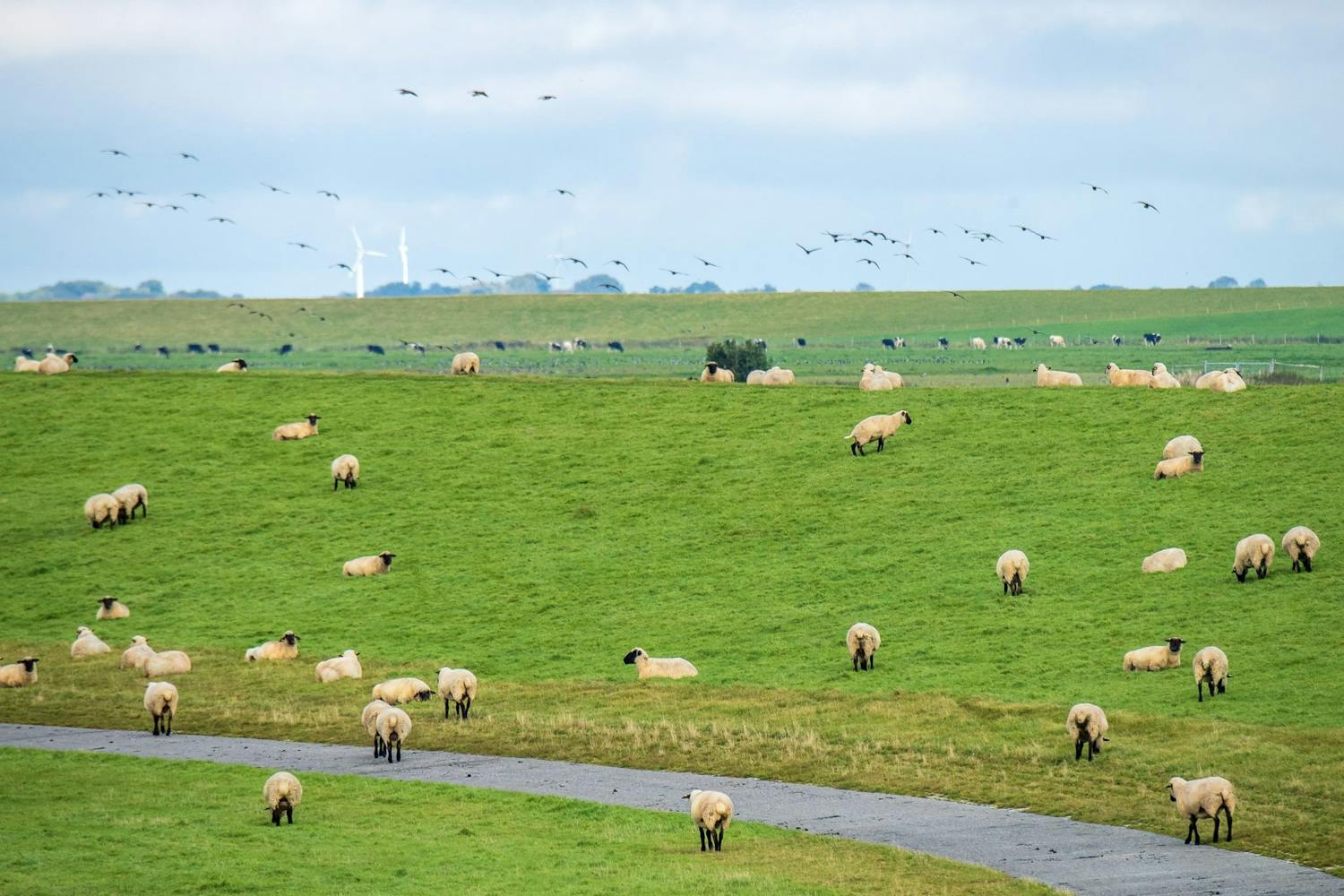 Farming: What's happening with the Rams and the Ewes? episode artwork