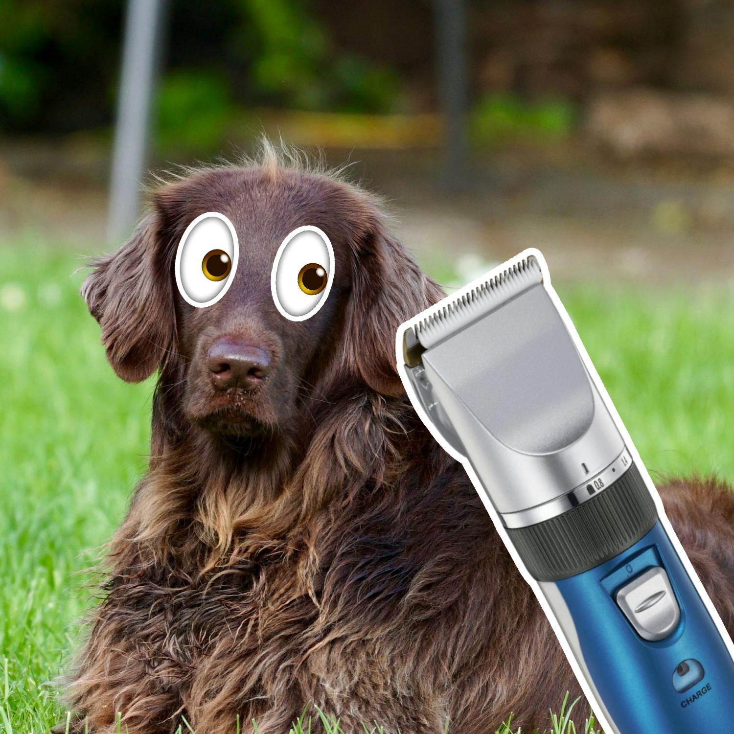 Four Questions: Shaving the dog! episode artwork