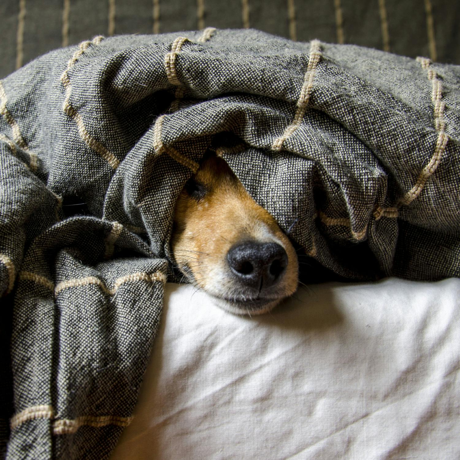 Reasons to be Happy: Focker-In-Law, Madonna, Ireland’s Best Pets