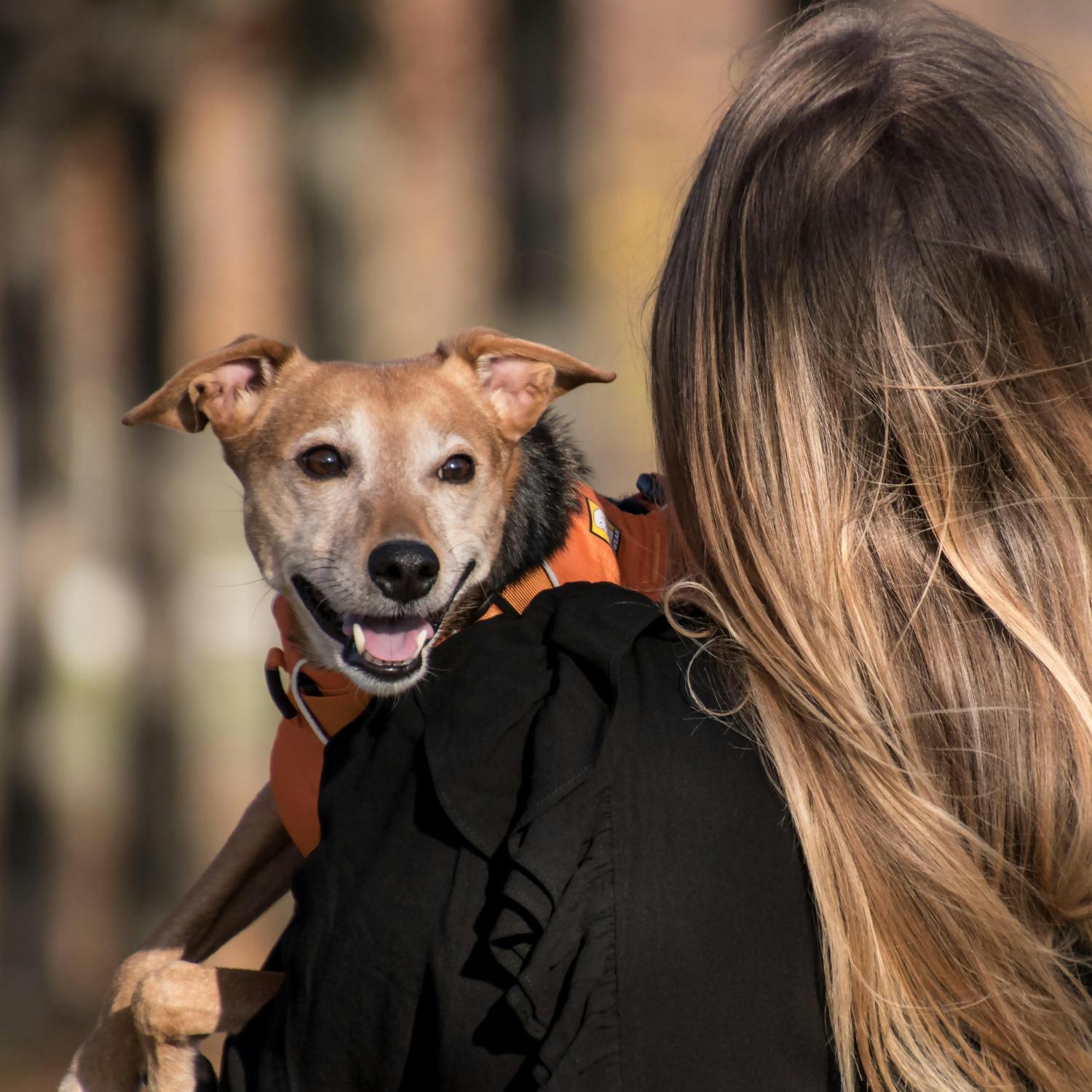Would you make your dog go vegan?