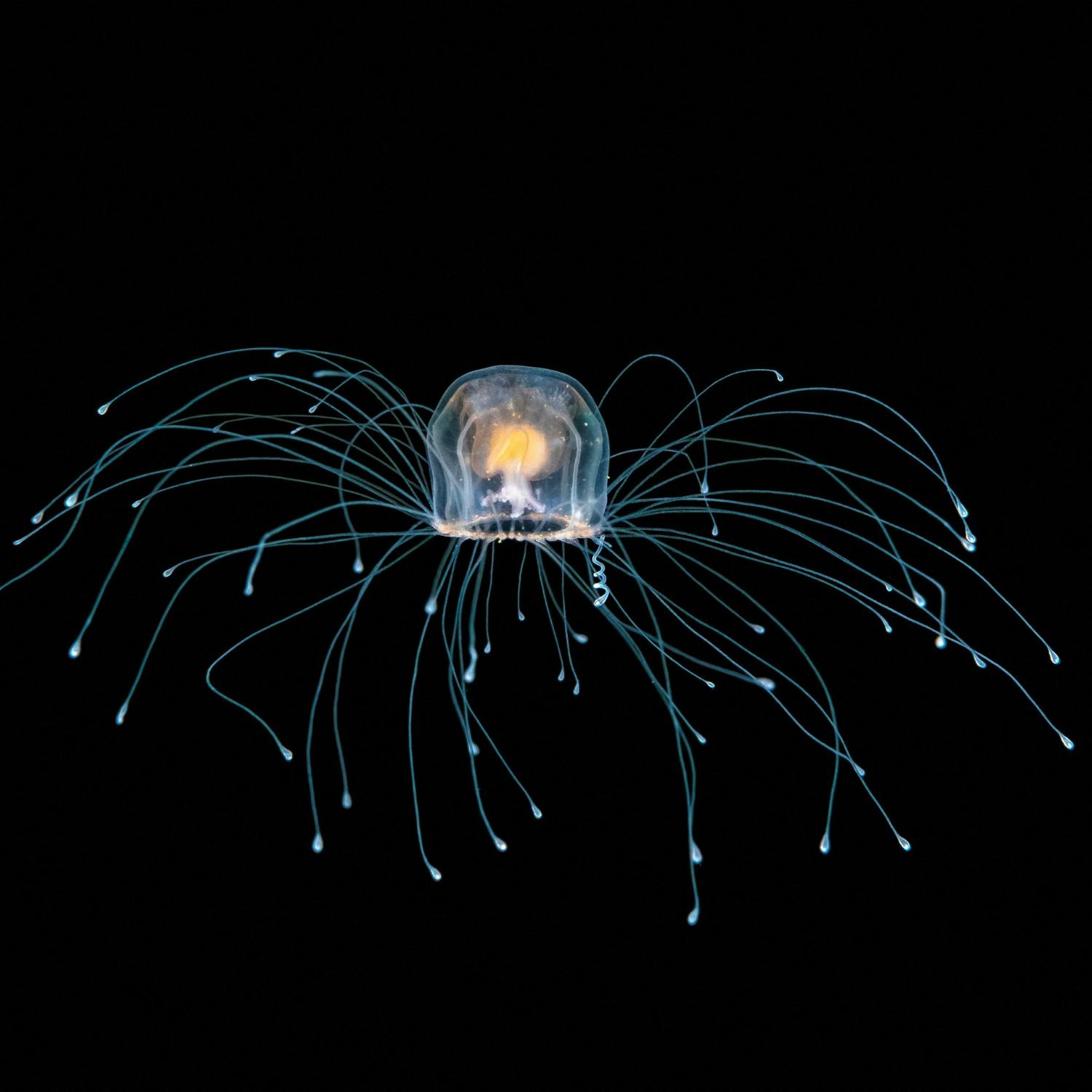 The immortal jellyfish!