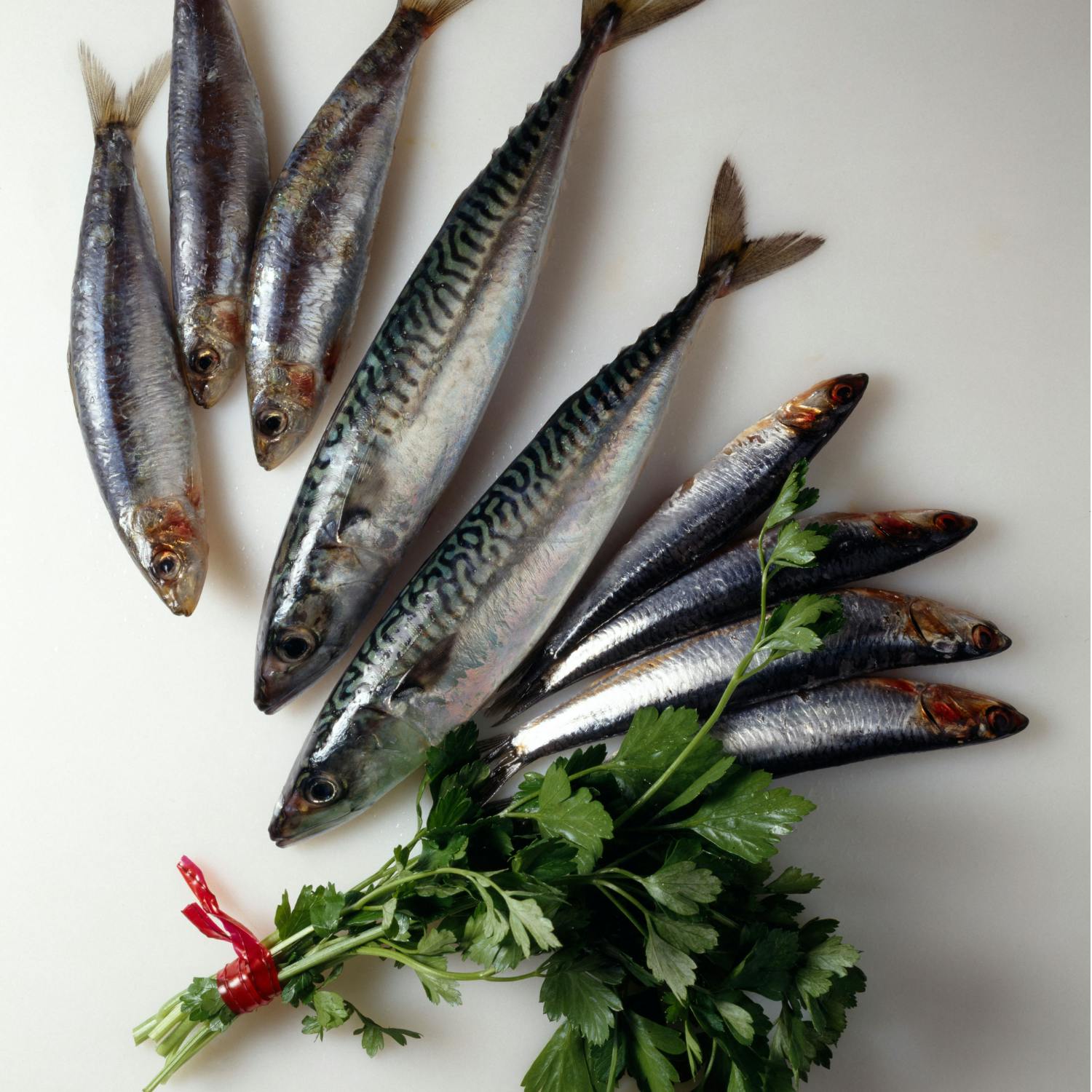 John Shine Founder Shine’s Seafood