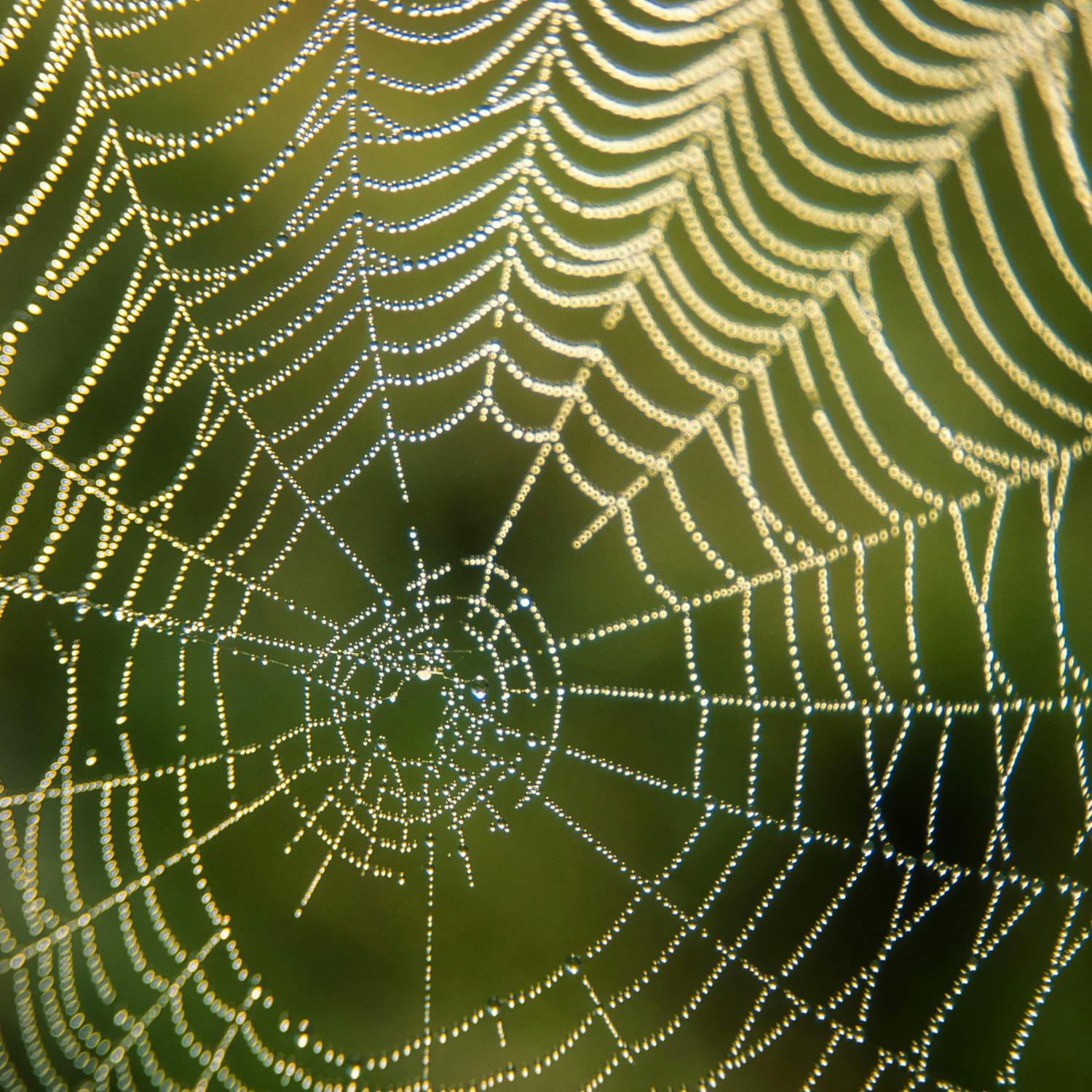 Green Scene: 'Zombie' Spiders unique to Ireland