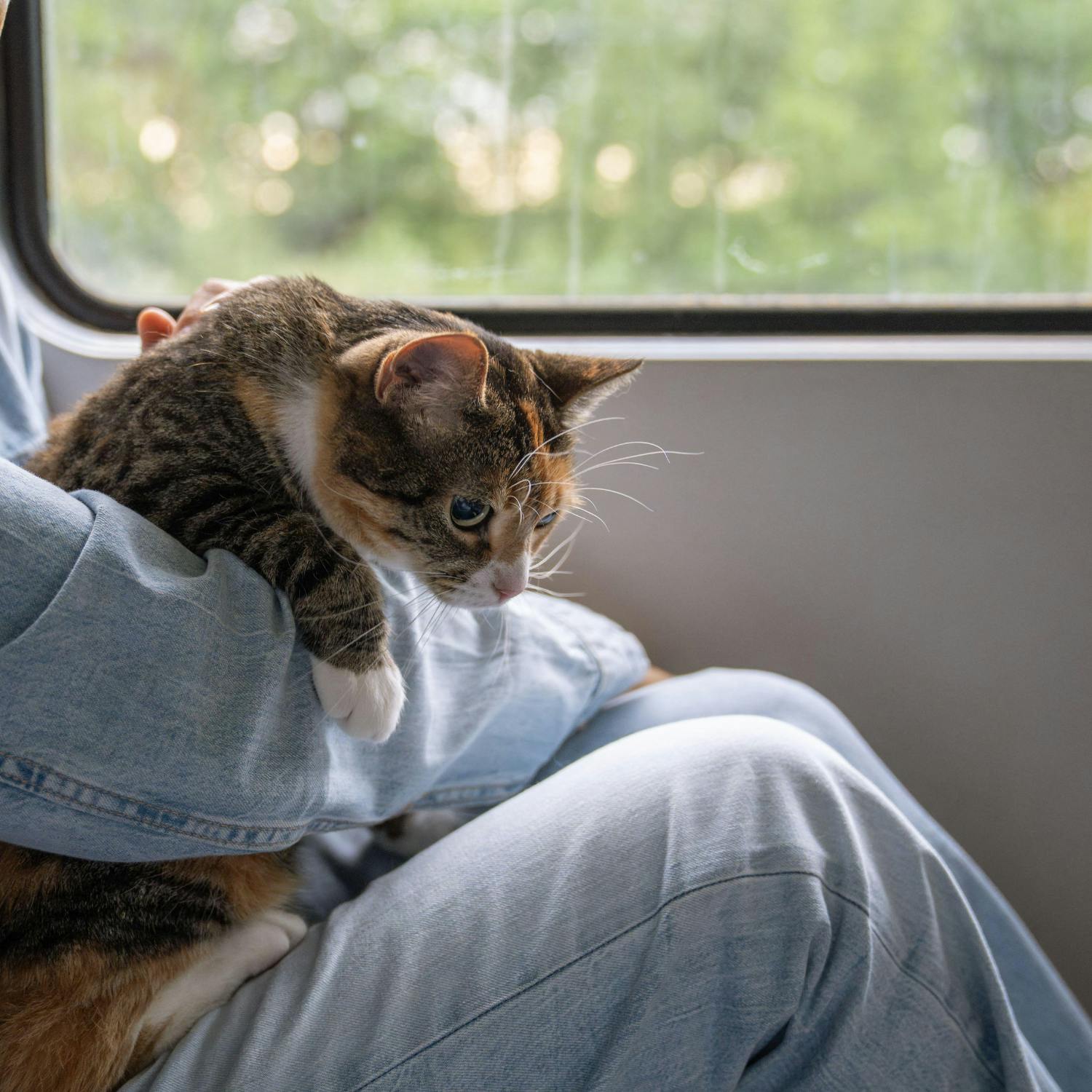 Should we allow pets on public transport?