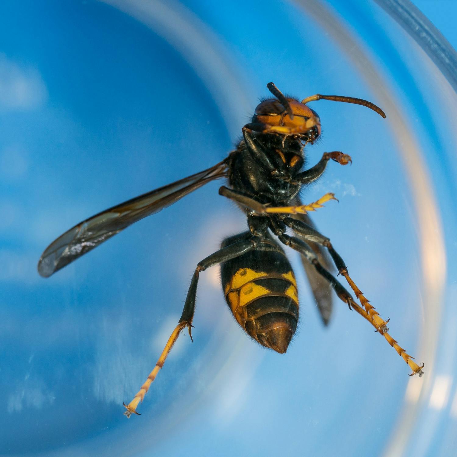 Government unveils new plan to deal with the threat of Asian Hornets Government unveils new plan to deal with the threat of Asian Hornets