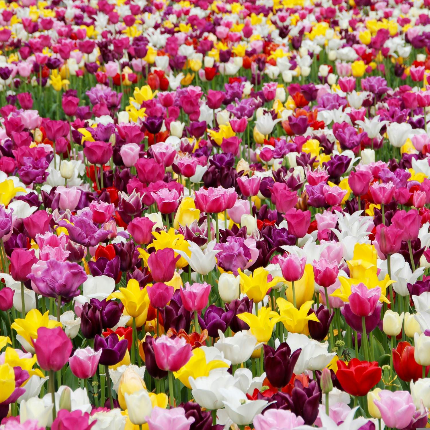 How do you make tulips last? episode artwork