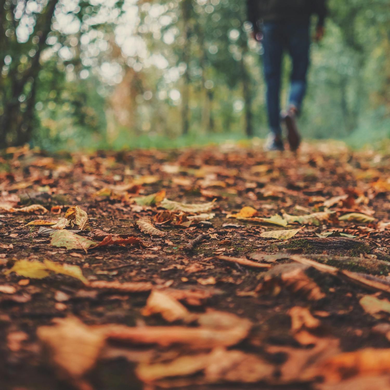 Is raking leaves bad for the environment? Is raking leaves bad for the environment?