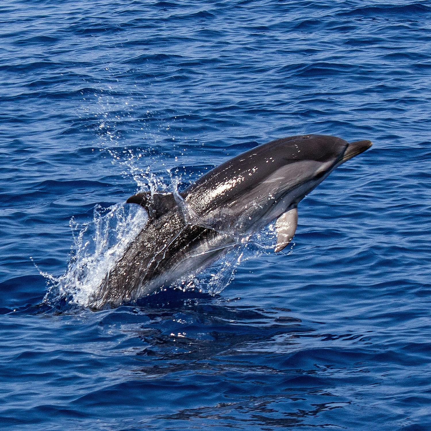 New documentary examines decline in Irish dolphin activity episode artwork