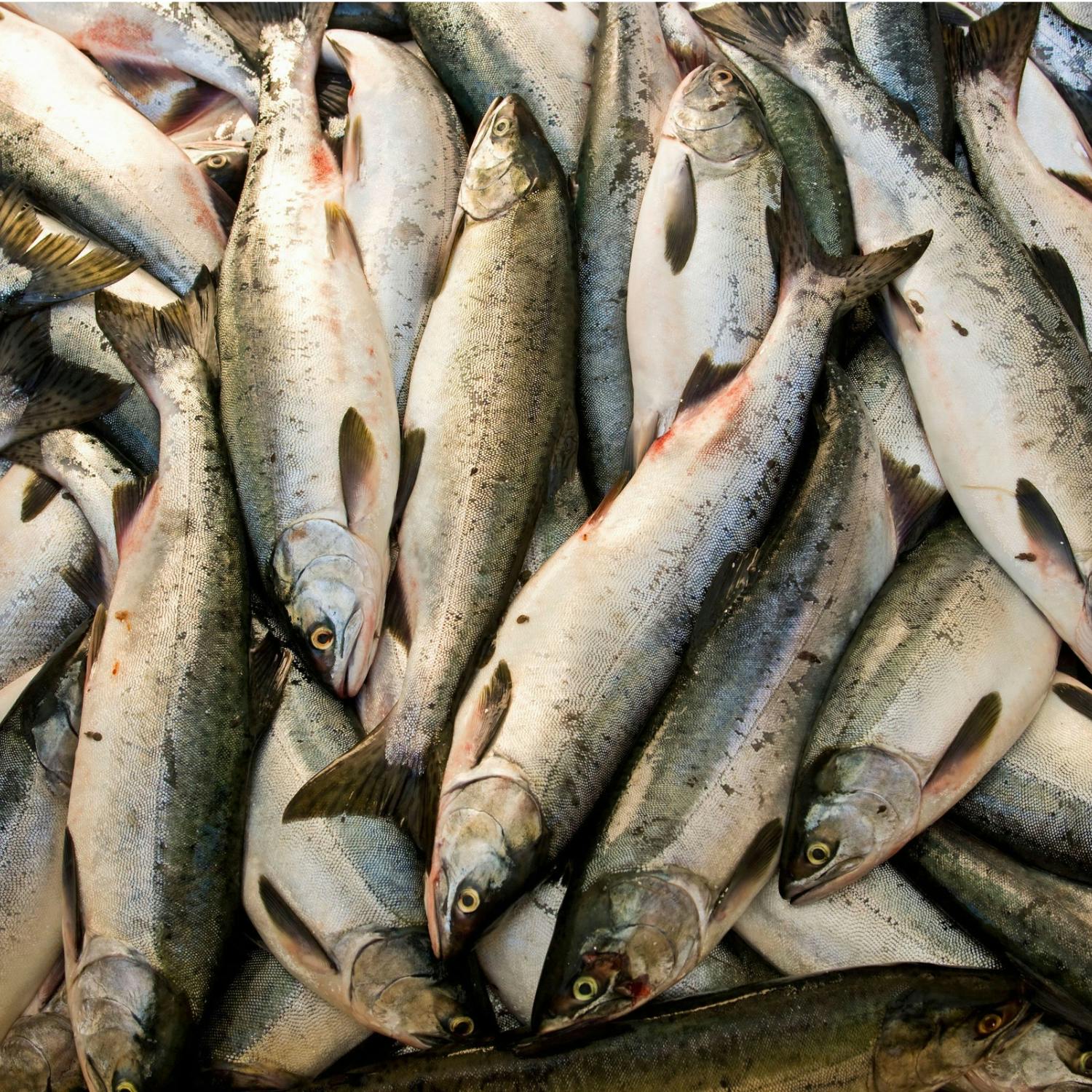 Why Irish fish farmers are not feeding chicken to their salmon?