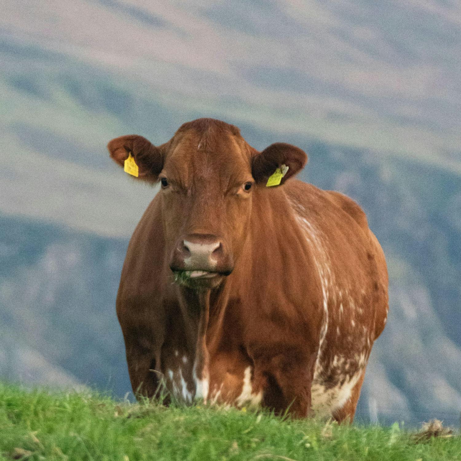 Brazilian beef now banned from entering the EU - why?