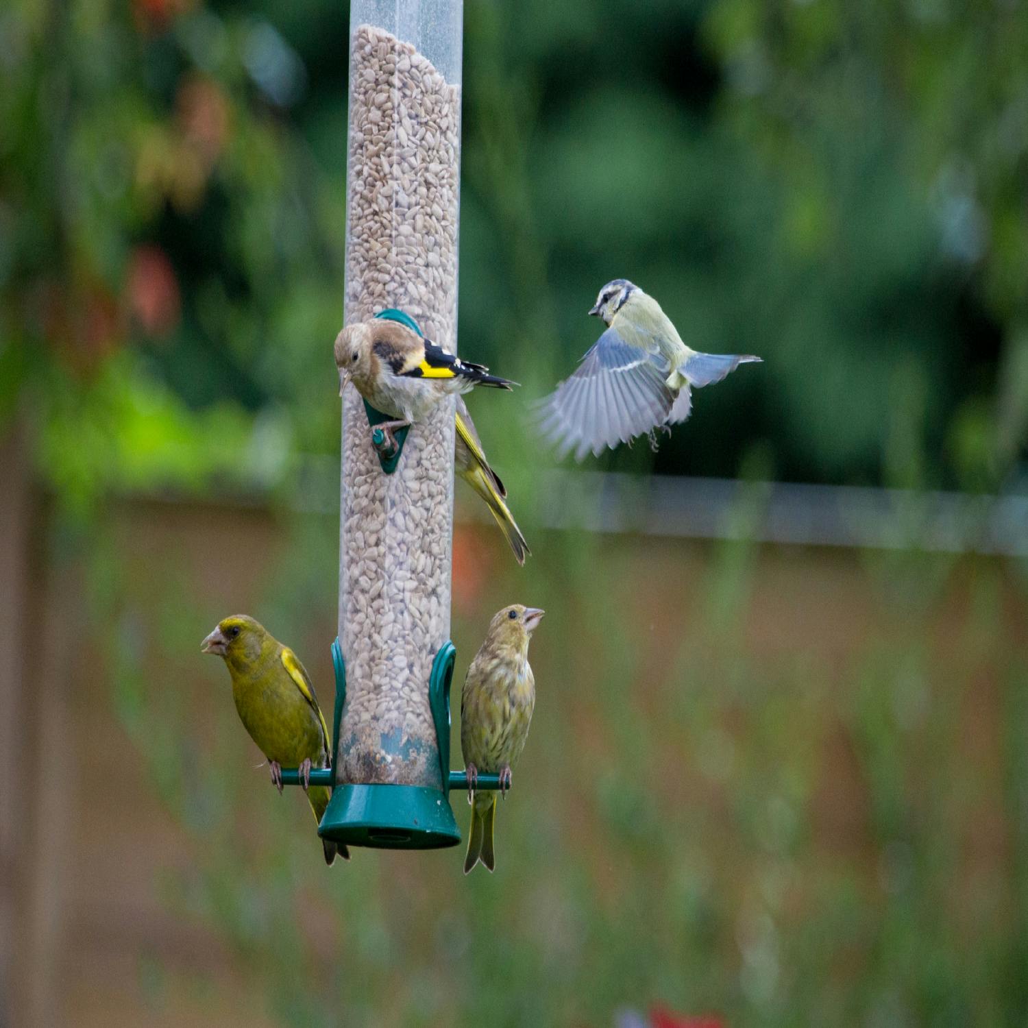 cover of episode Do we know our garden wildlife?