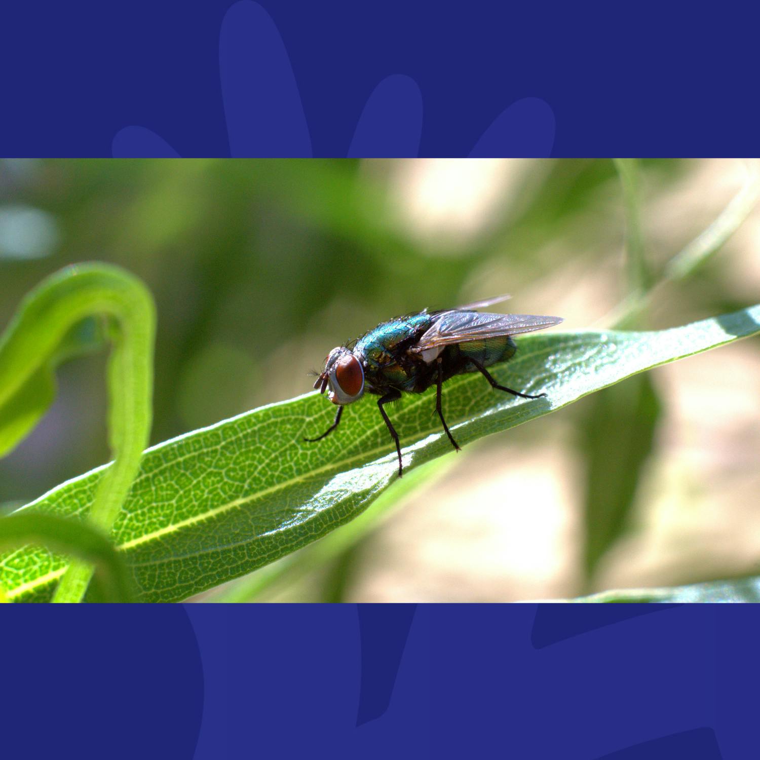 This Smart Hack Will Help You Get Rid Of Those Pesky Flies This Summer episode artwork