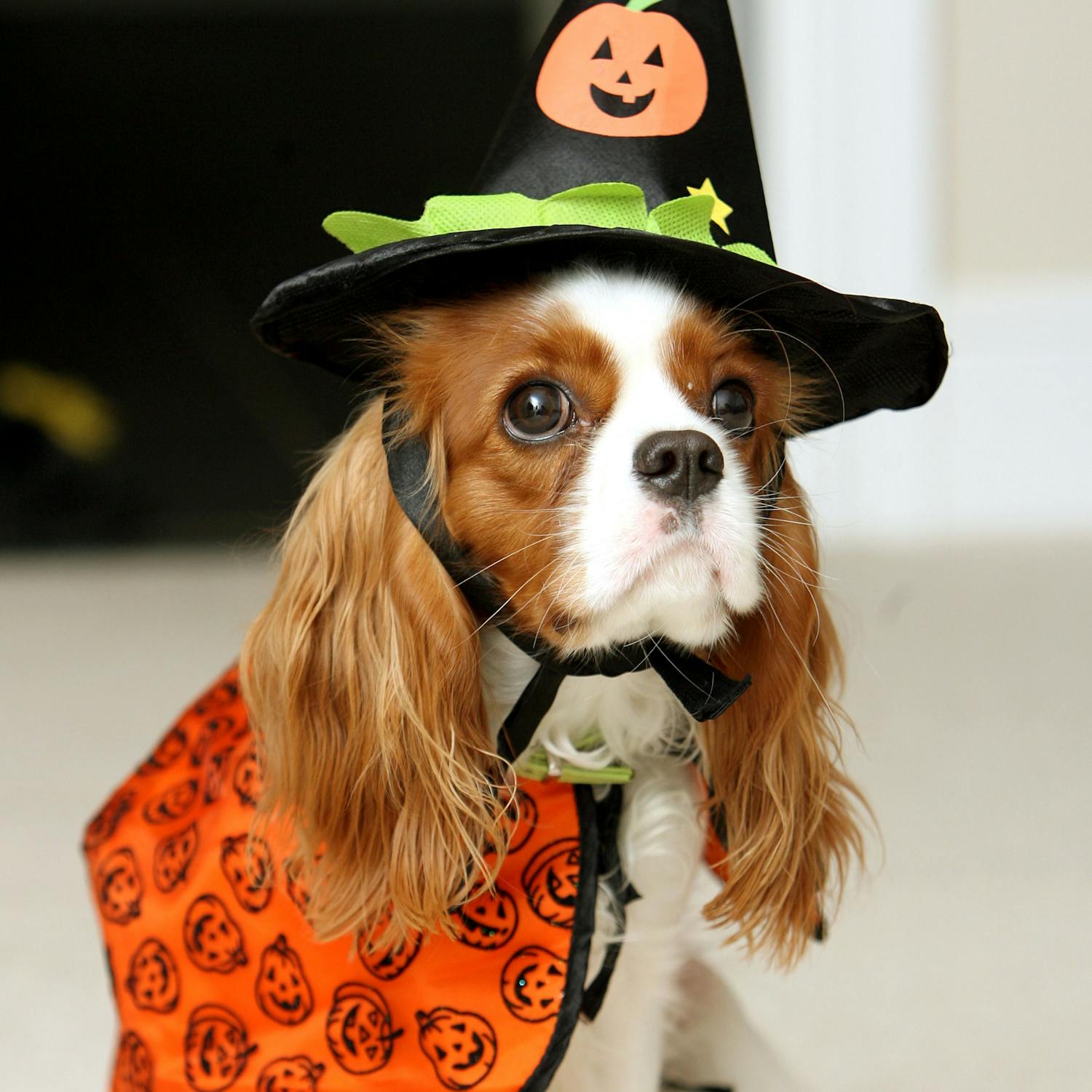Got An Anxious Pet? Here's How To Help Them At Halloween episode artwork