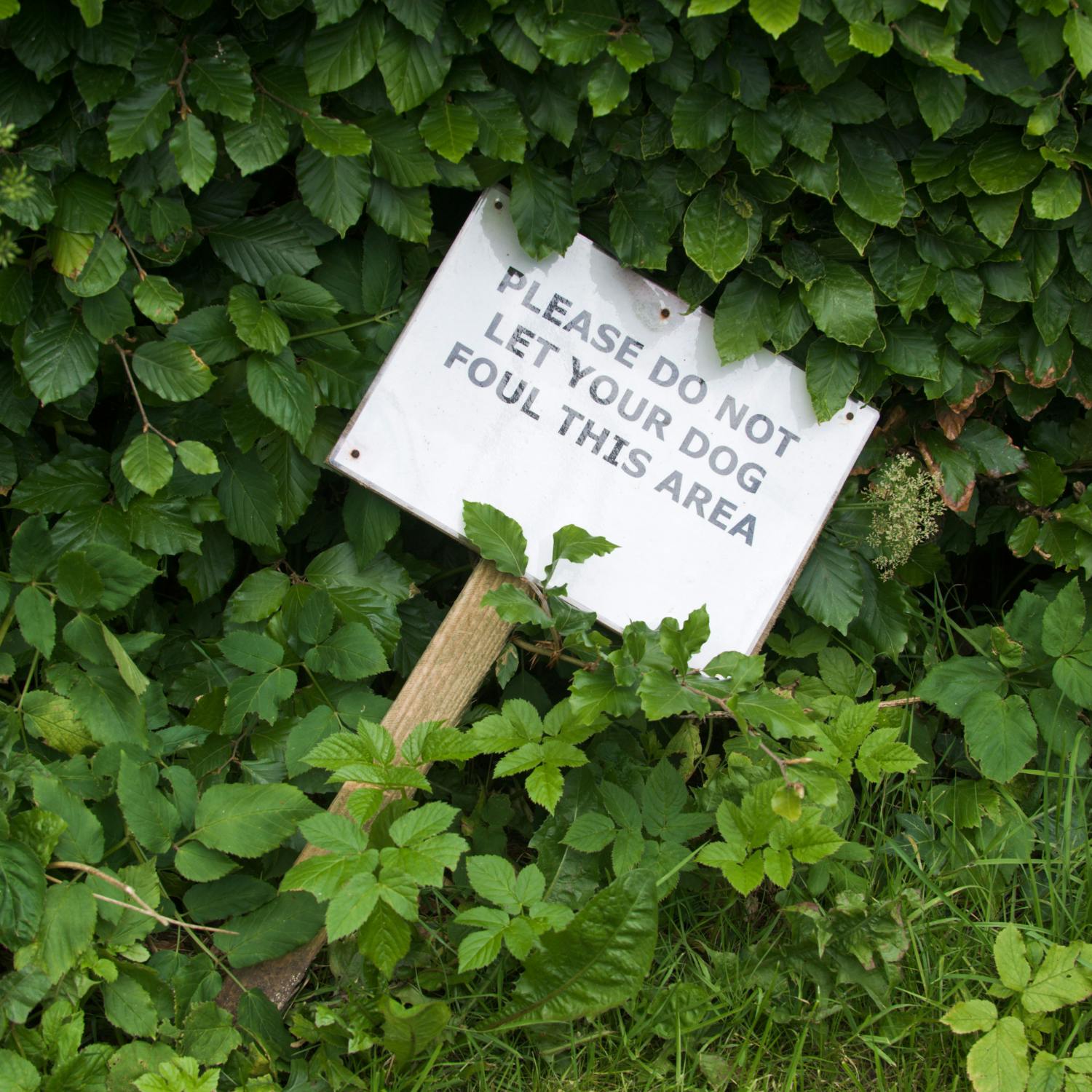 All Things Considered: Do we take dog fouling seriously enough? episode artwork