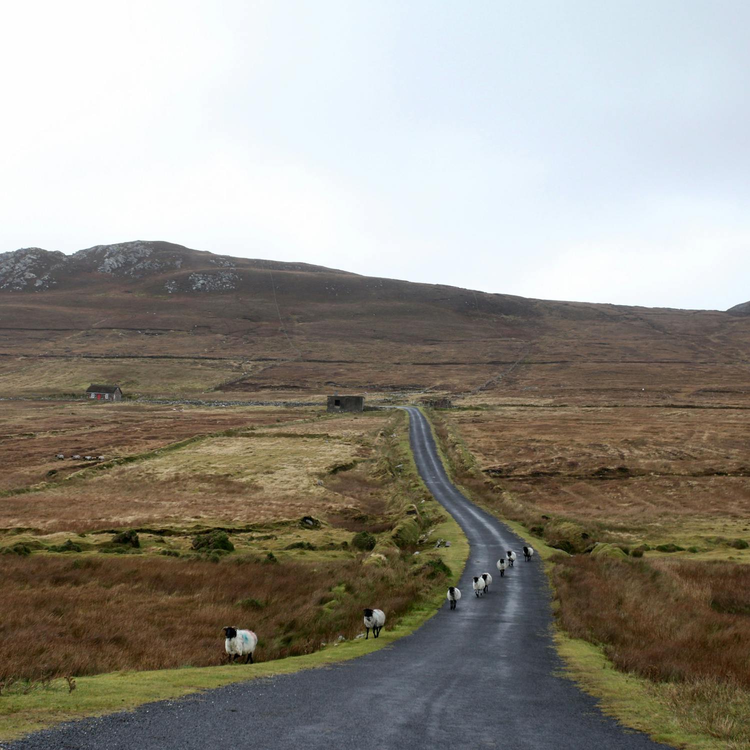 Is rural Ireland being forgotten through government policies? episode artwork