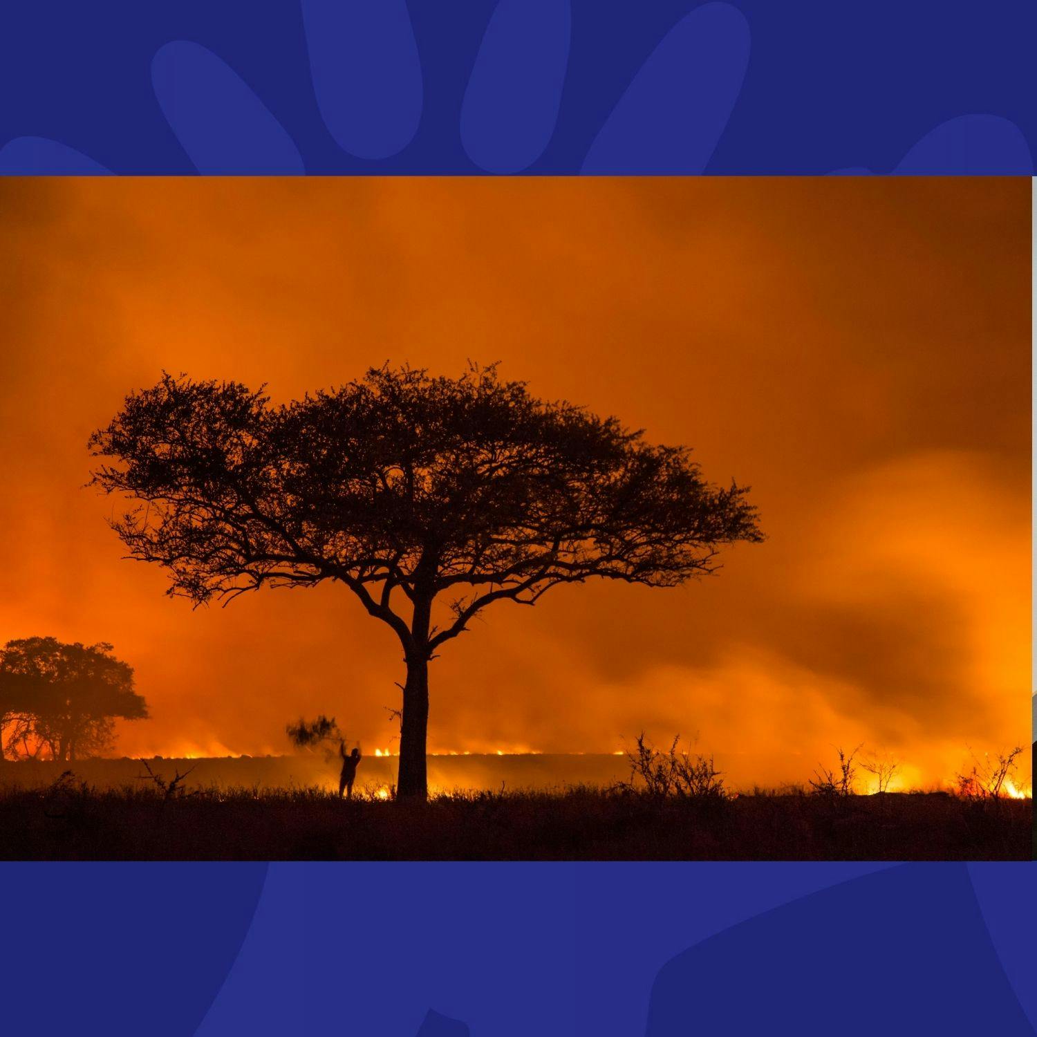 The Last Word on the Environment: Asian Hornets in Ireland and Climate Change Worsening Wildfires