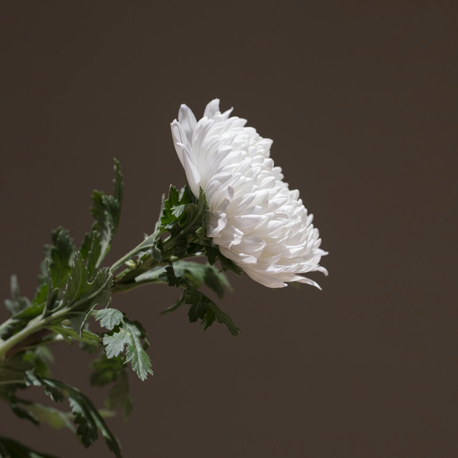 Are Irish funerals changing? Are Irish funerals changing?
