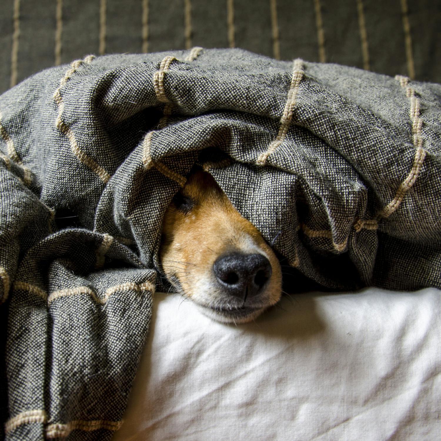 Parenting: My child wants the dog in the bed!