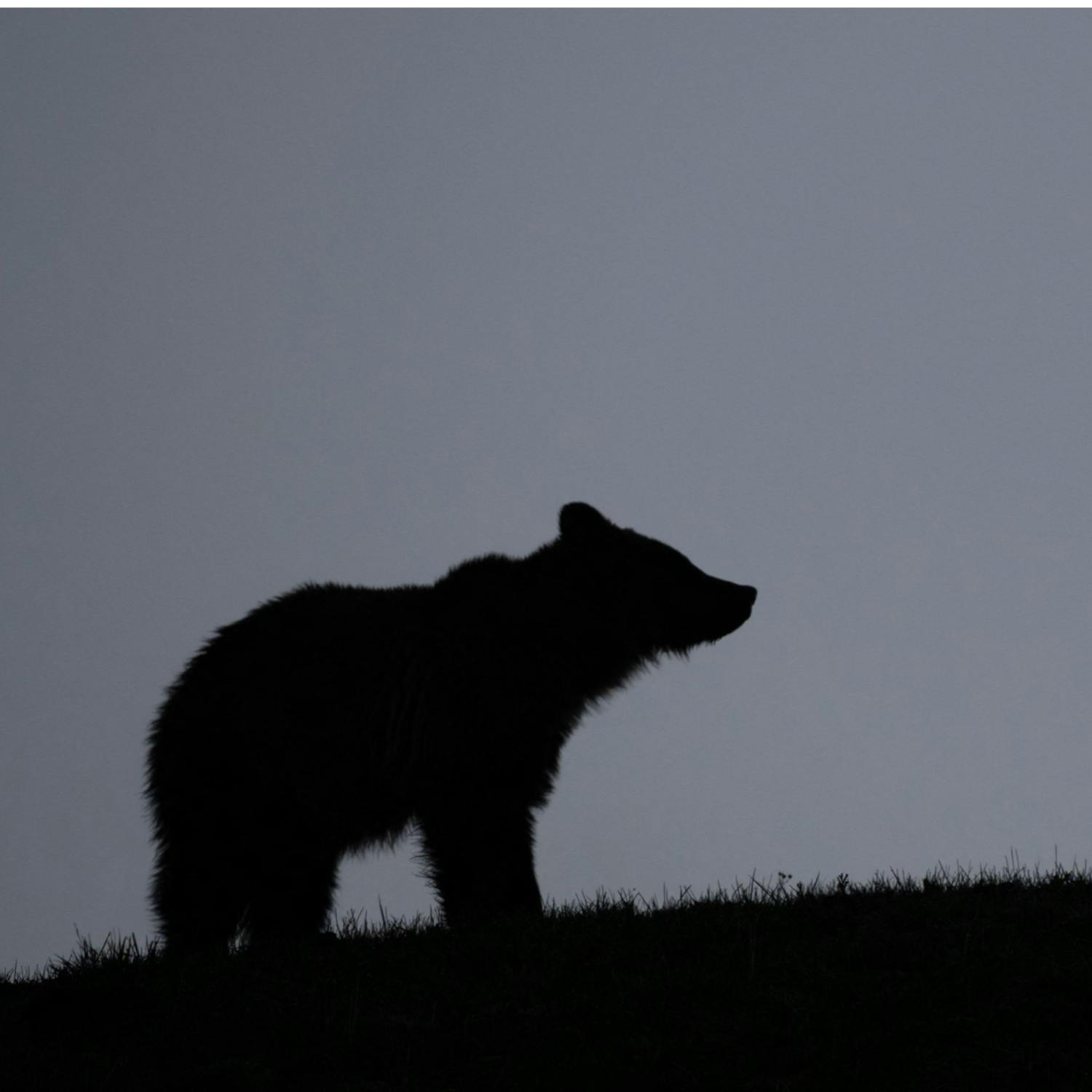 Two brown bears make Donegal their home