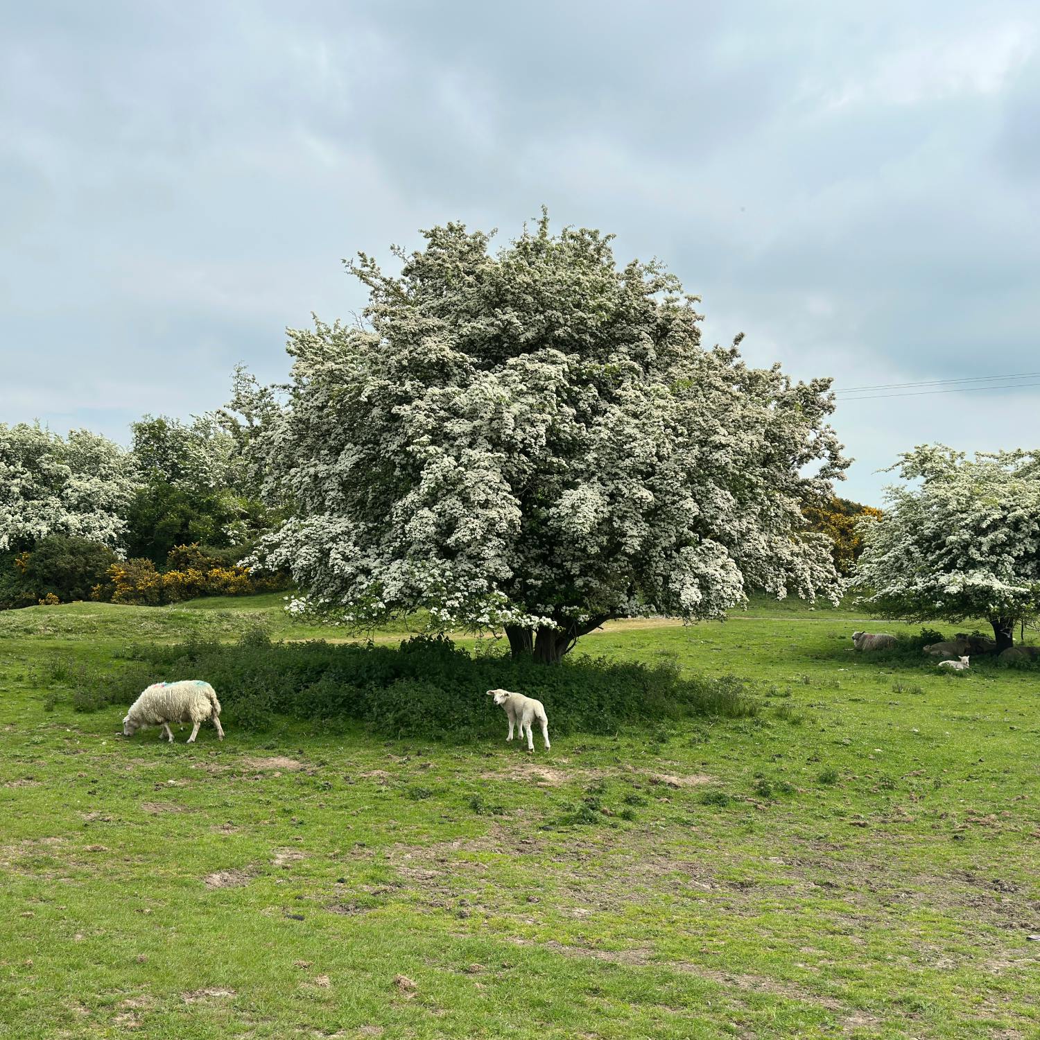 Farmers protest compulsory purchase orders - why? Farmers protest compulsory purchase orders - why?
