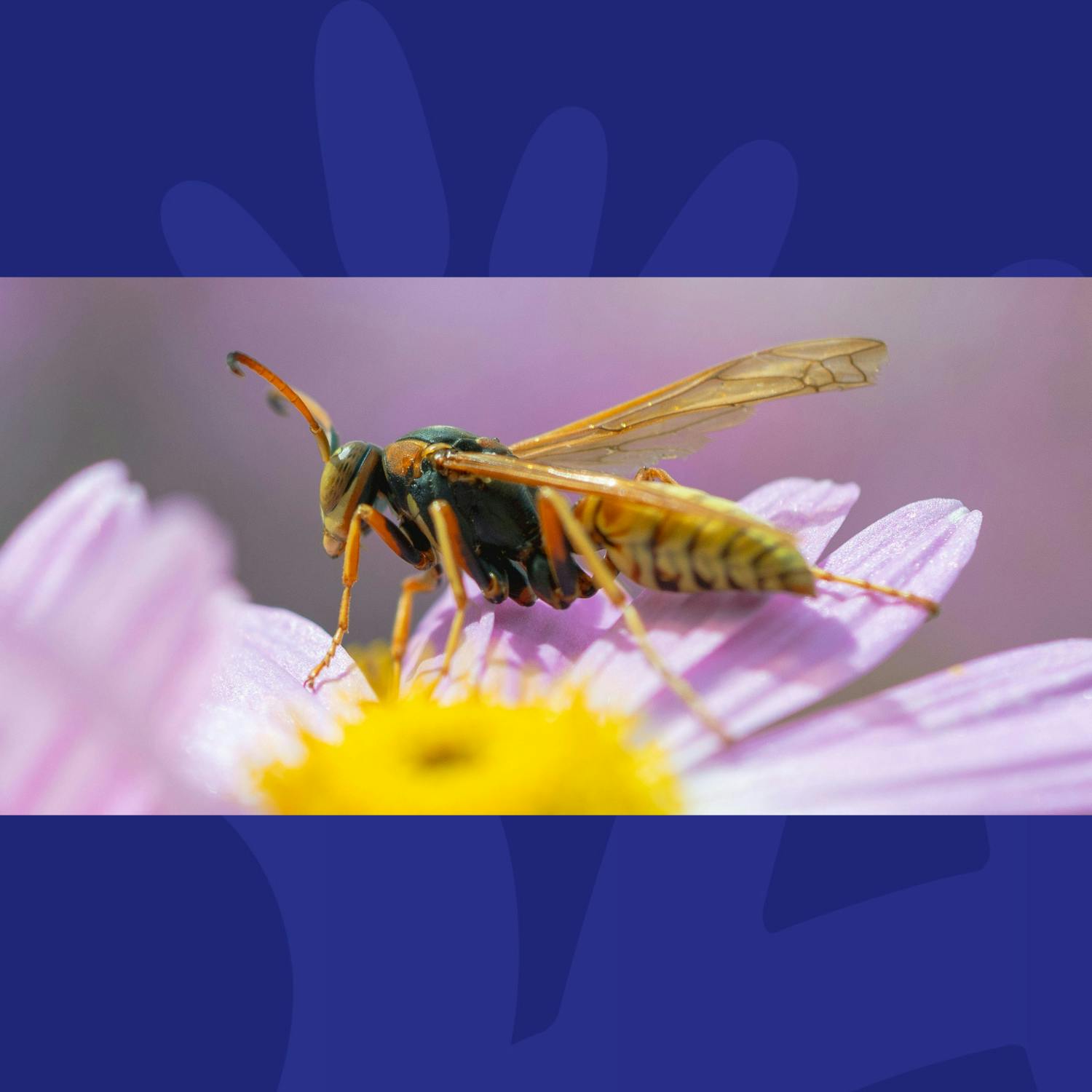 What Wasps Have In Common With The End Of A Big Night Out episode artwork