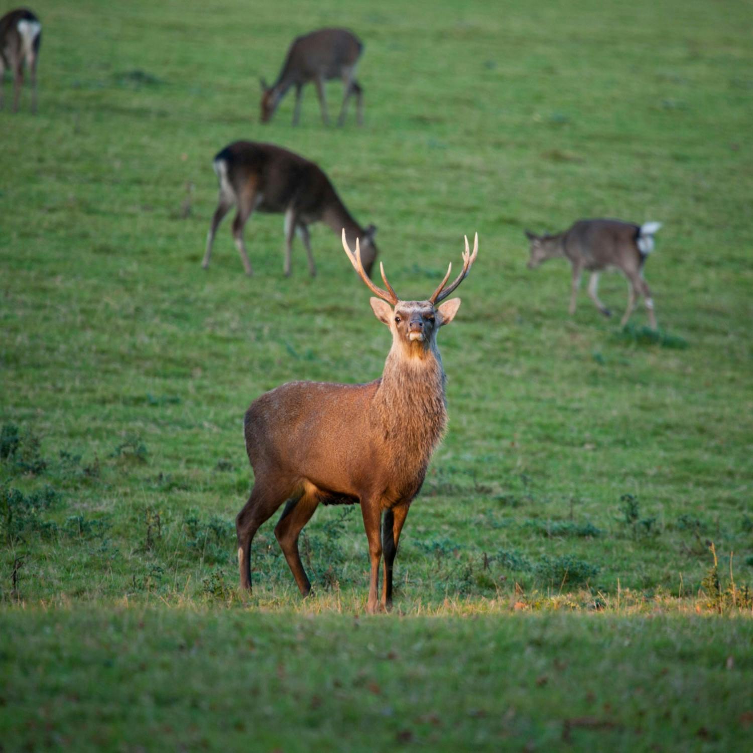 Ireland's Sika deer face culling after EU adds them to invasive species list