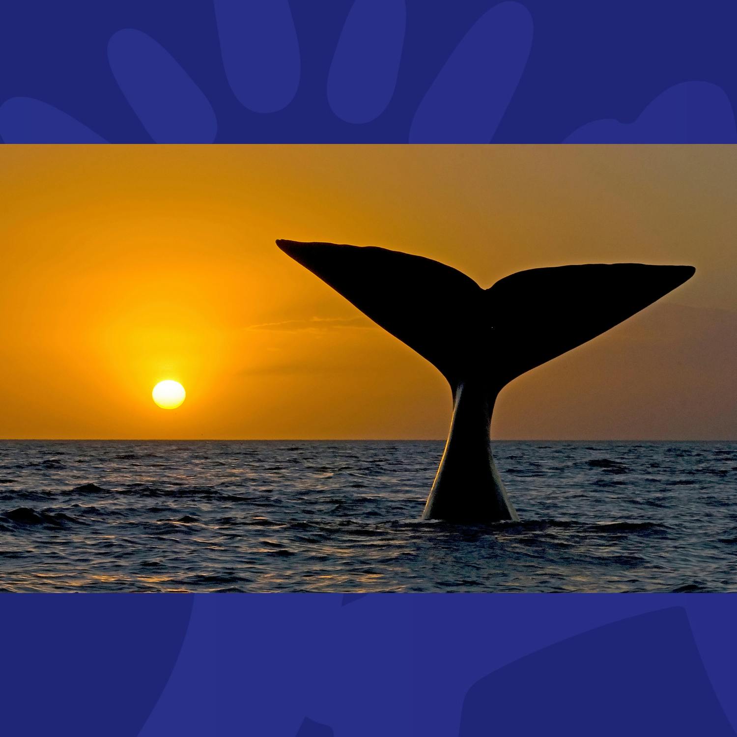 Campaigners Call For Sustainable Fishing Measures Off The Cork Coast