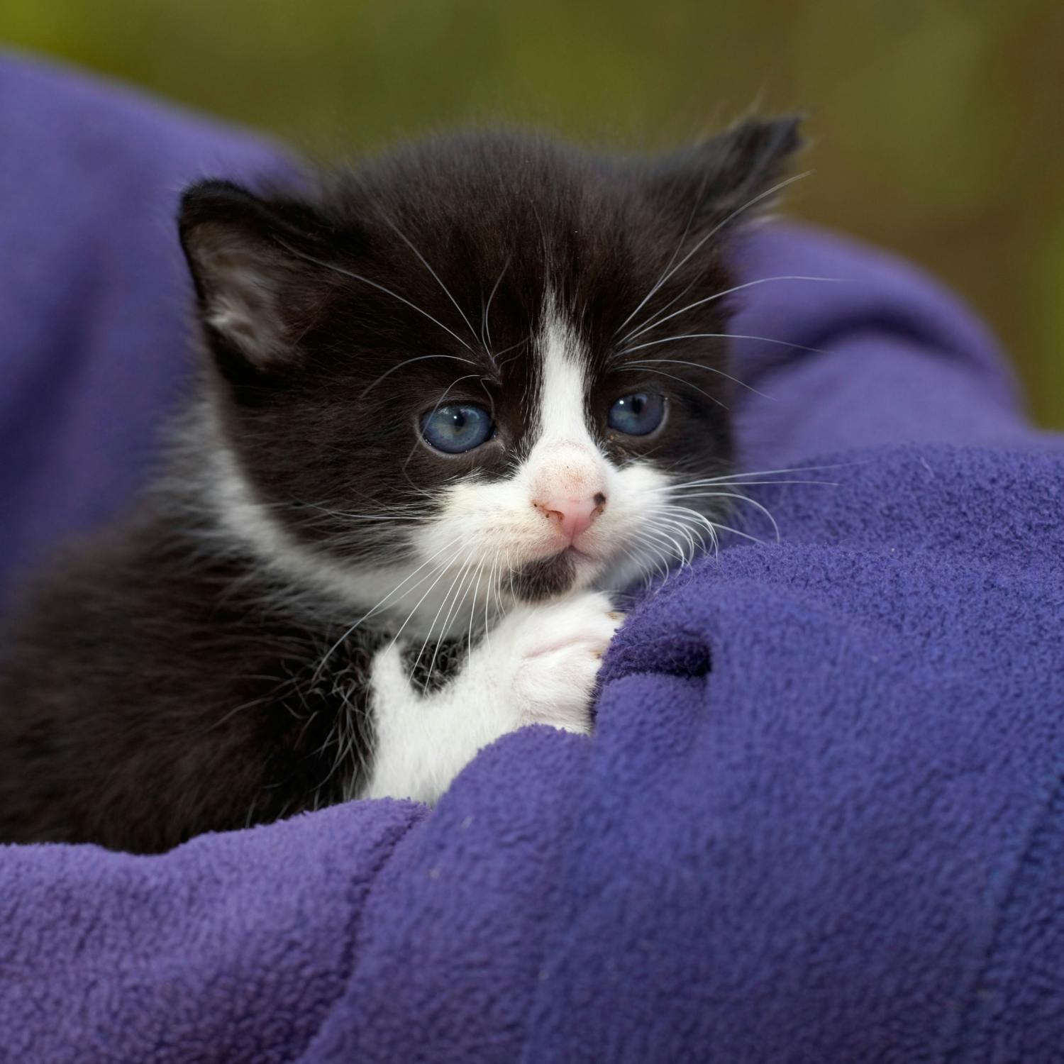 The growing issue with feral cats having lots of kittens