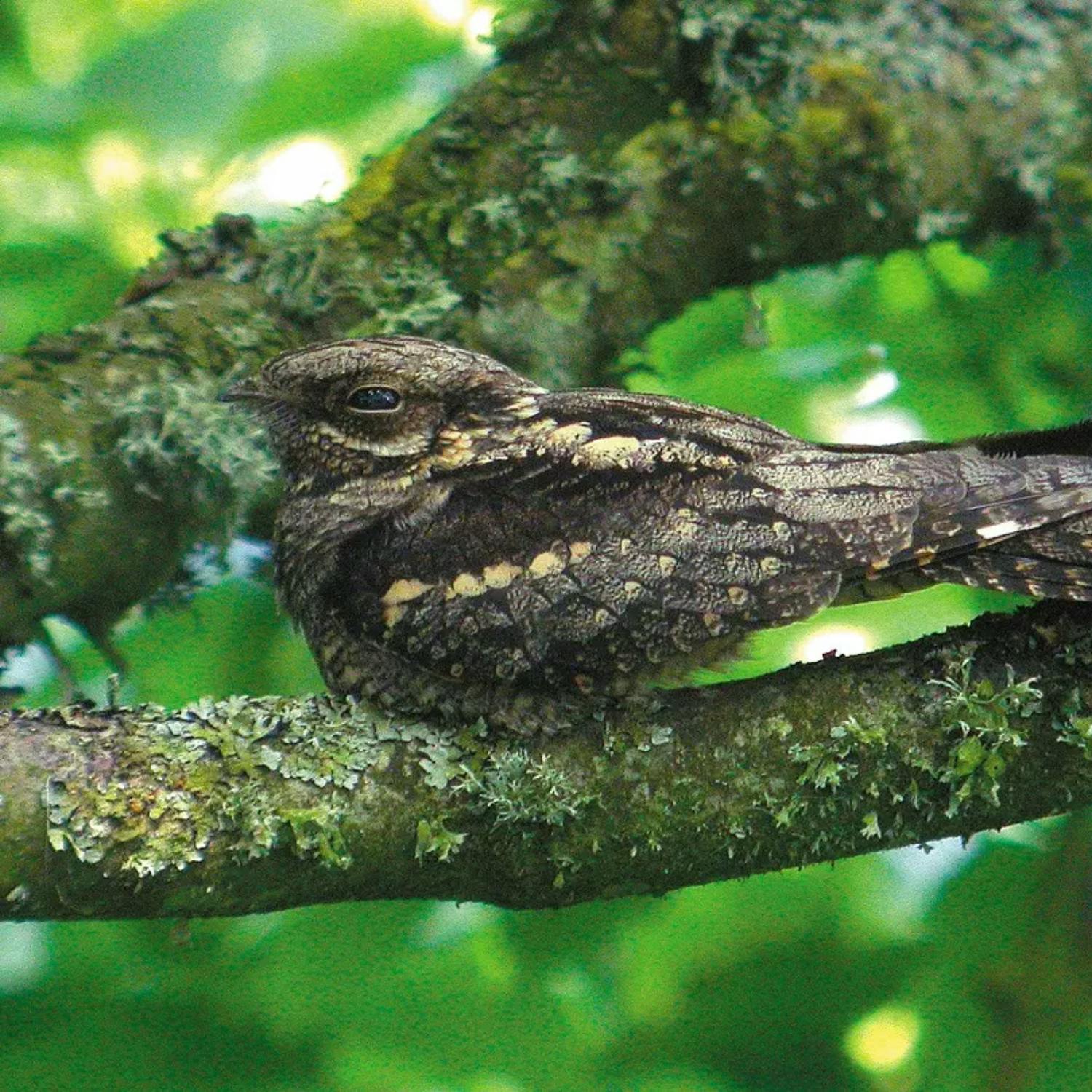 Extremely rare bird still found to be in Ireland Image
