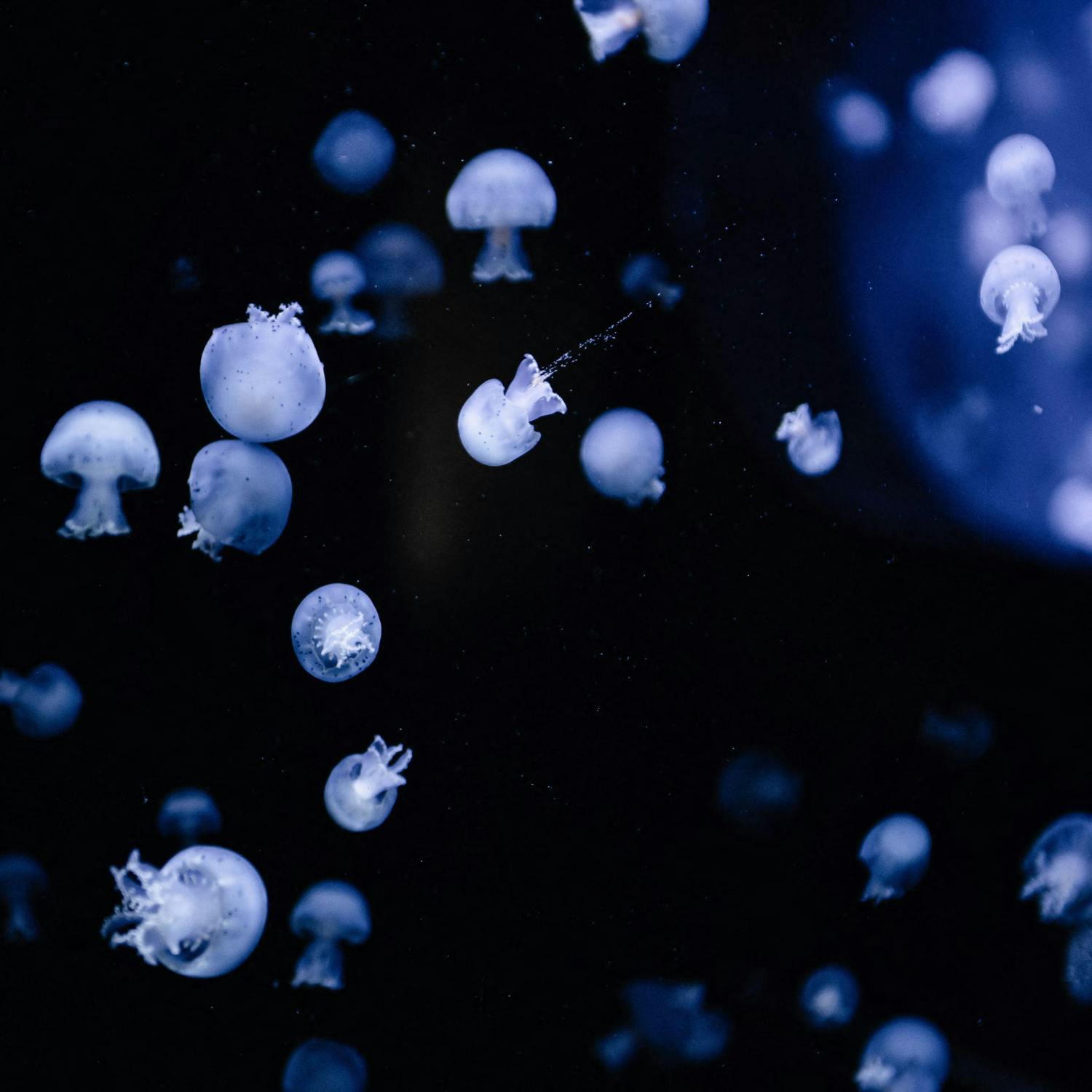 A guide to Ireland’s jellyfish