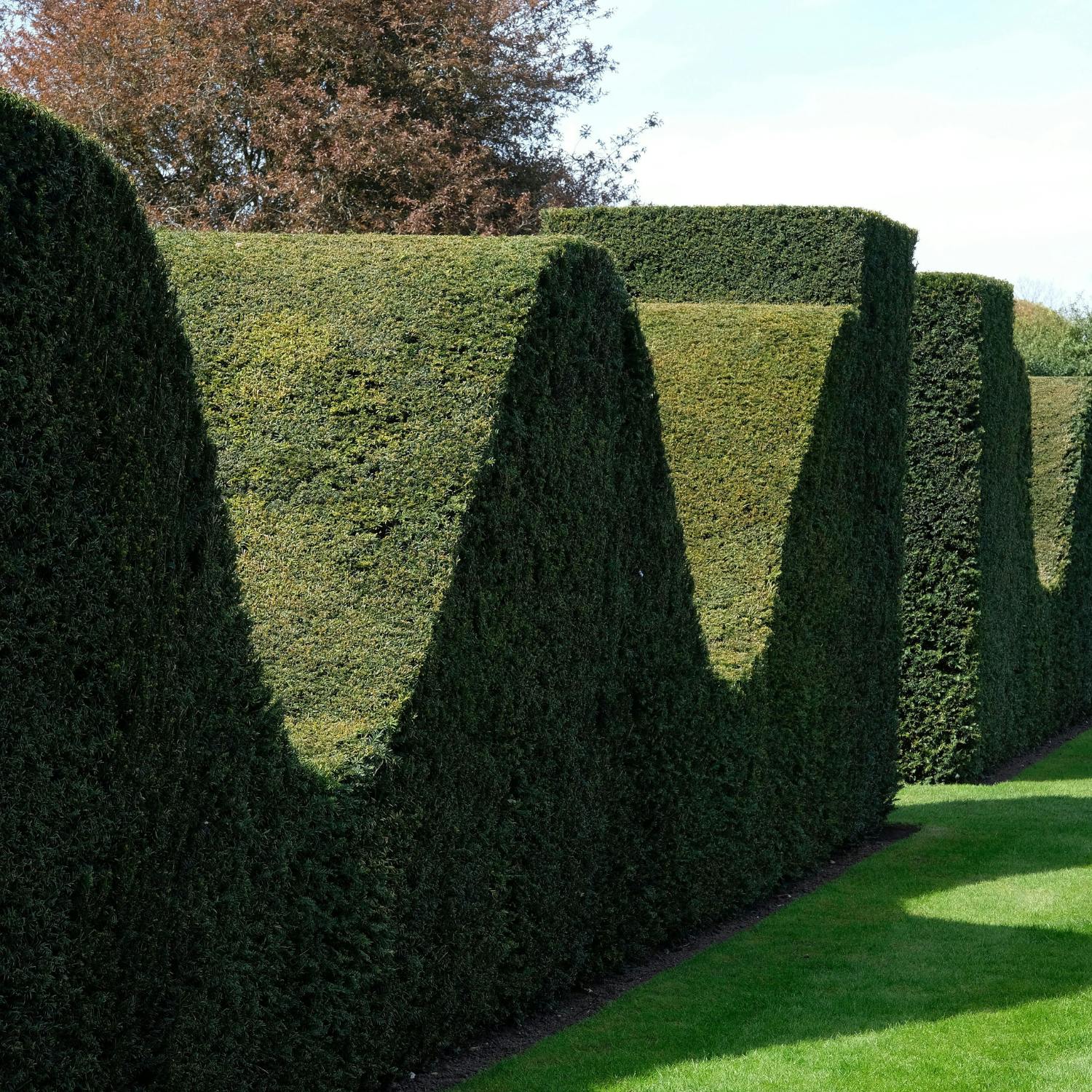 It's all about hedging in our gardening slot