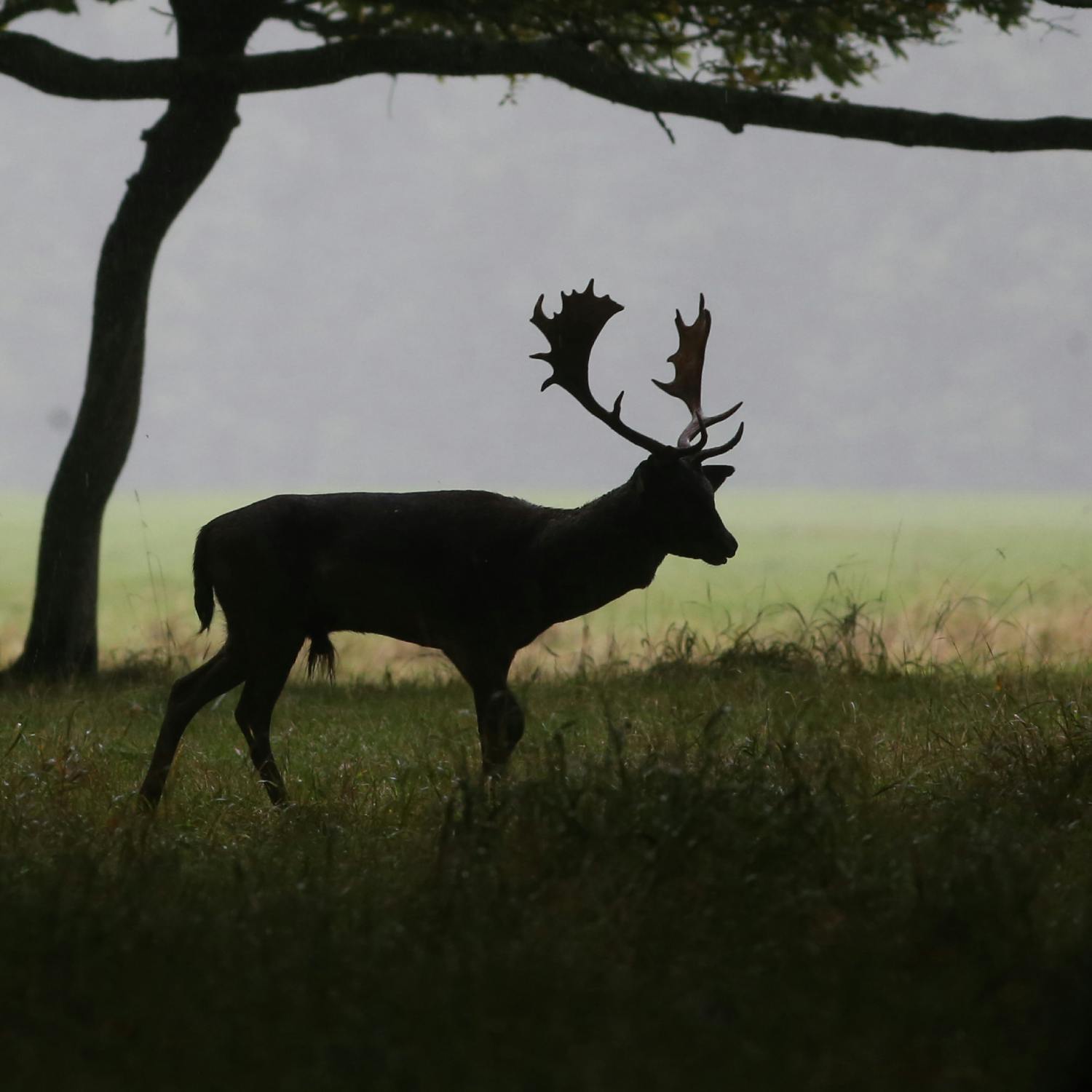 What needs to be done to prevent animal cruelty? What needs to be done to prevent animal cruelty?